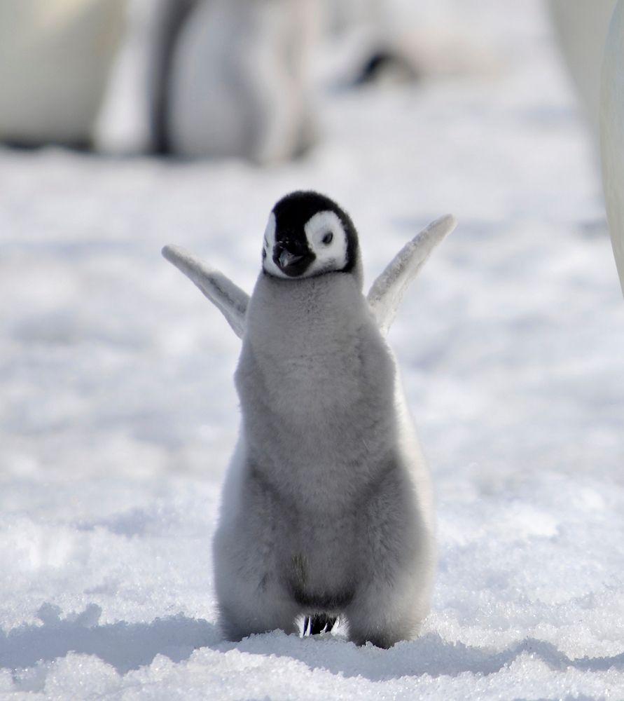 Baby penguins wallpaper