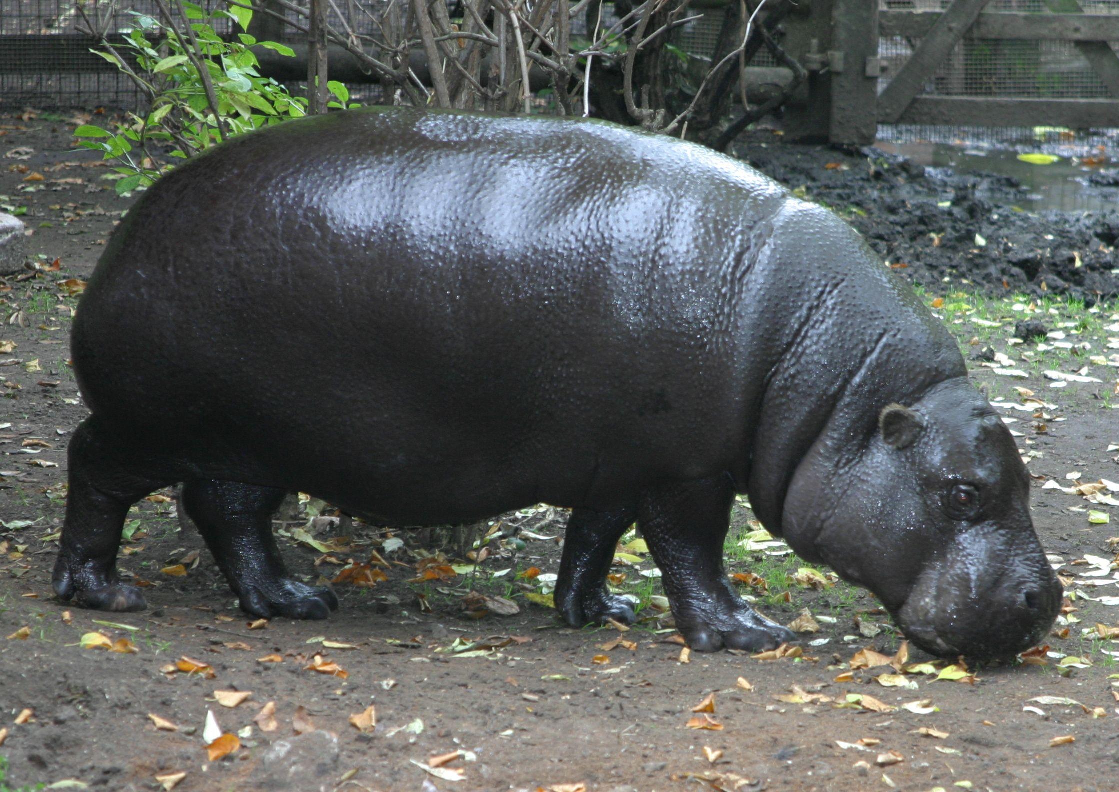 Conserving the Pygmy Hippo in Sierra Leone. EDGE of Existence
