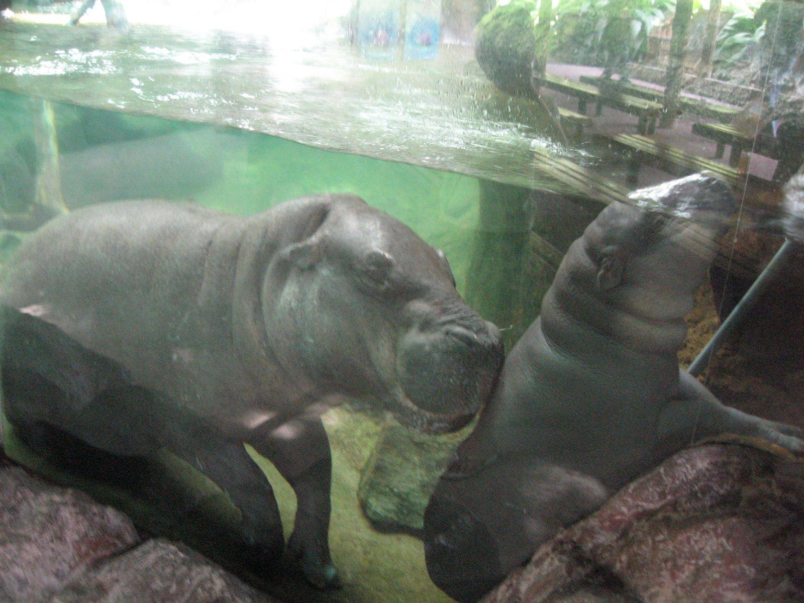 Pygmy hippos, Singapore
