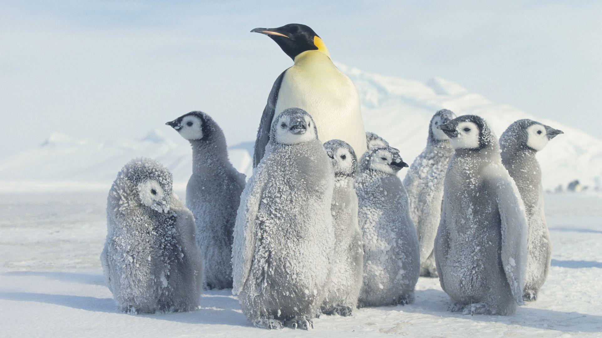 Emperor Penguin Babies
