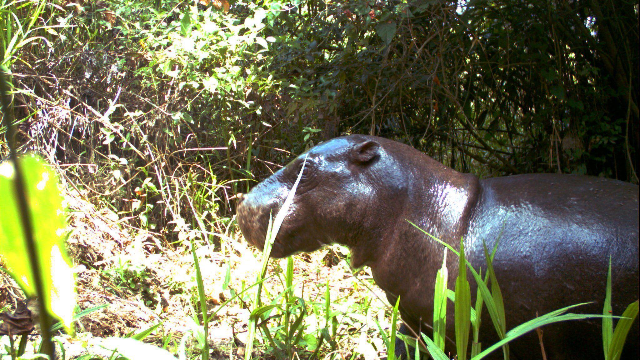 Pygmy hippo conservation. Zoological Society of London (ZSL)