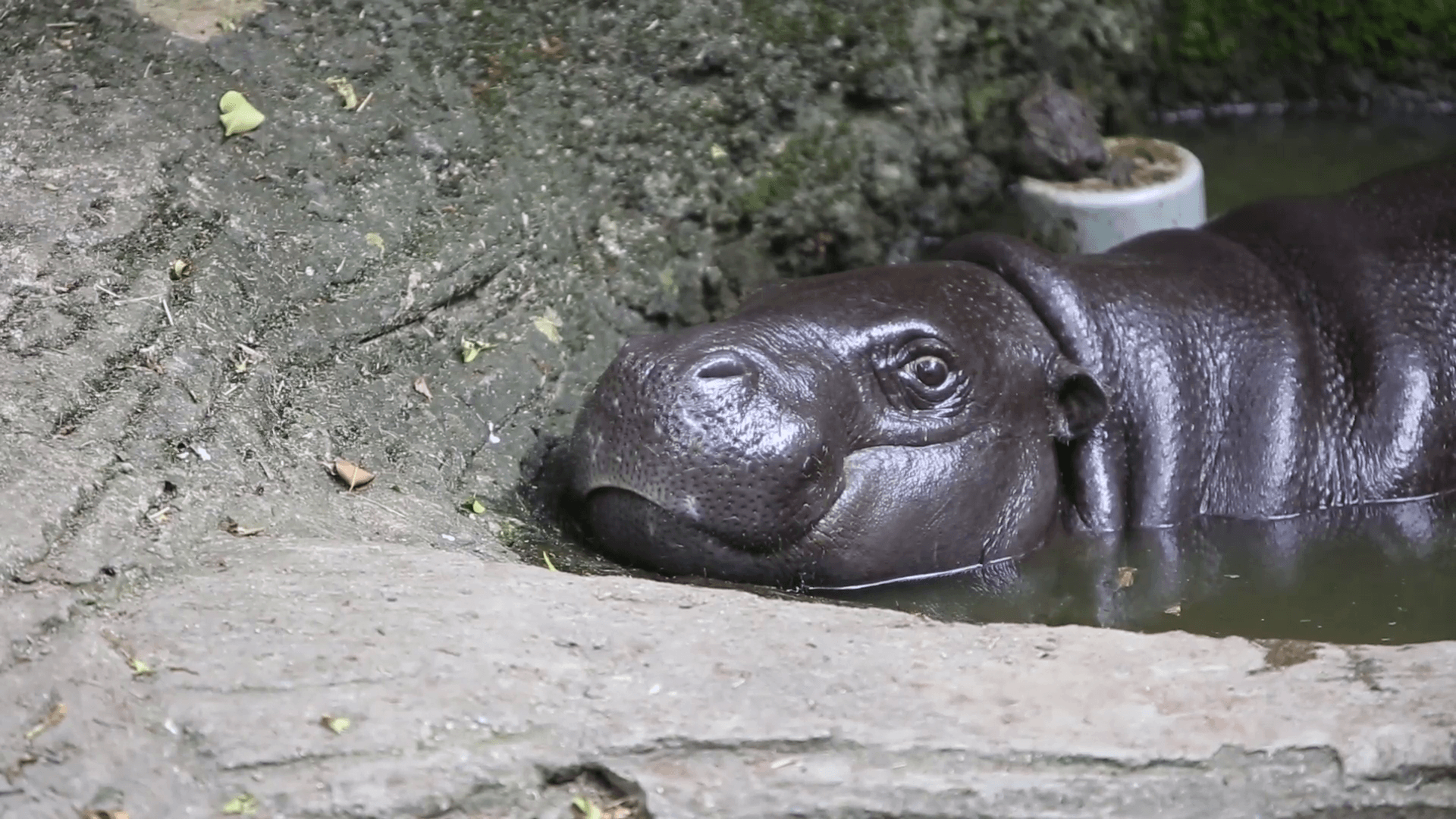 A Pygmy Hippo take a bath in the lake water at a day hot summer