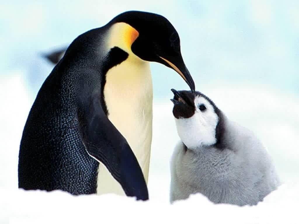 Best Free Baby Penguin Wallpaper