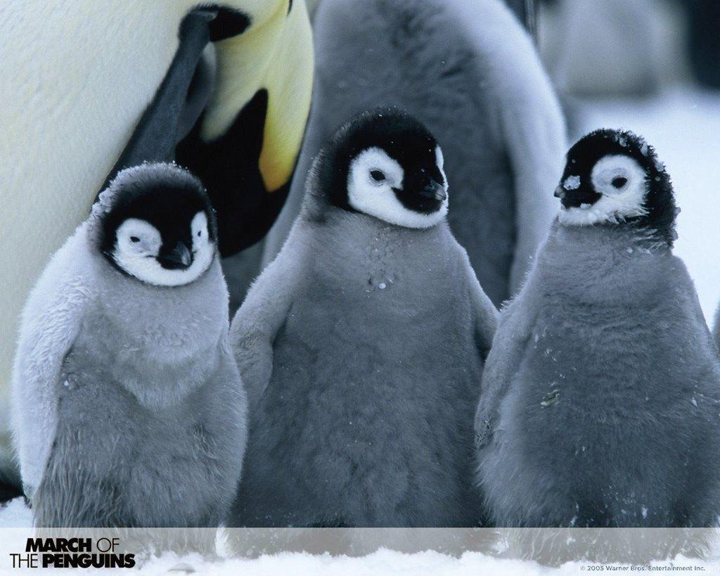 image Of Baby Penguins Wallpaper High Definition Desktop Background