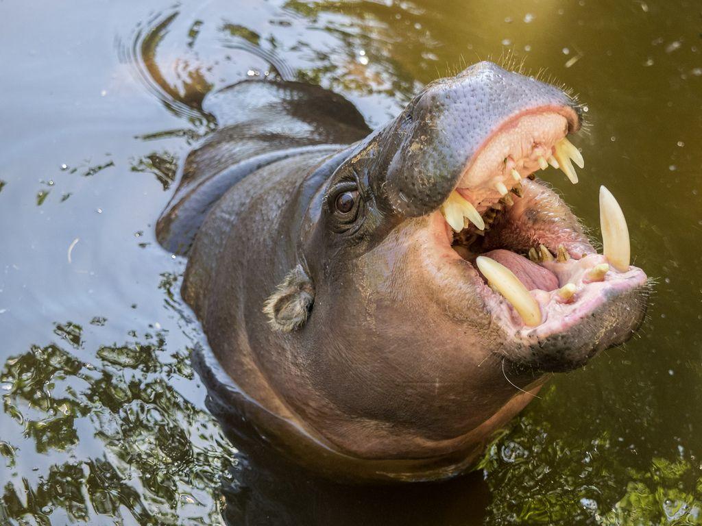 Pygmy Hippopotamus. Pygmy Hippopotamus at Zoo Lagos, Portug