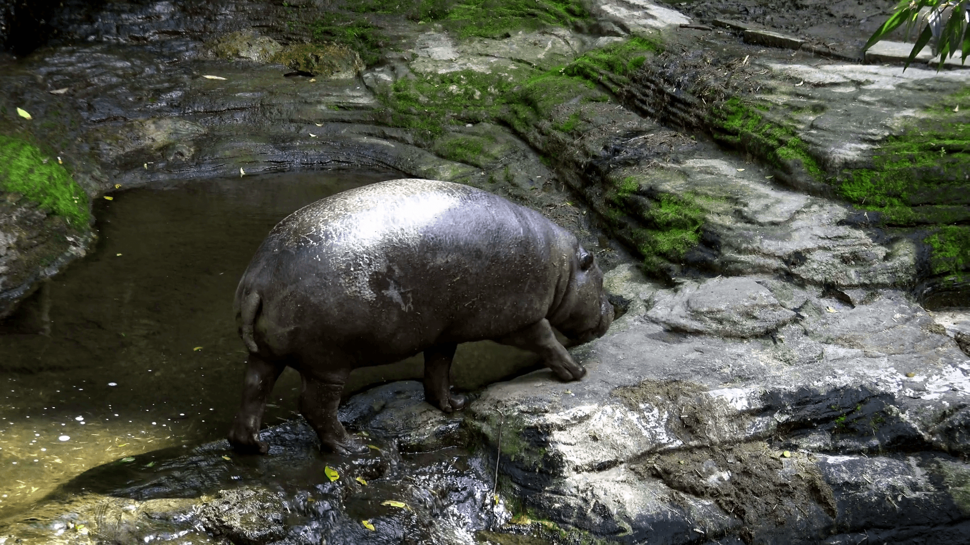 4K, A pygmy hippo walking near the water river in the forest of a