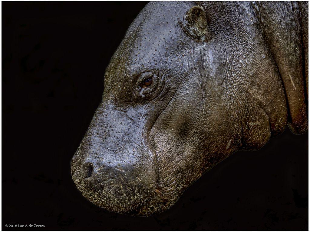 Pygmy Hippopotamus. Rotterdam (Zoo), the Netherlands. Luc V. de