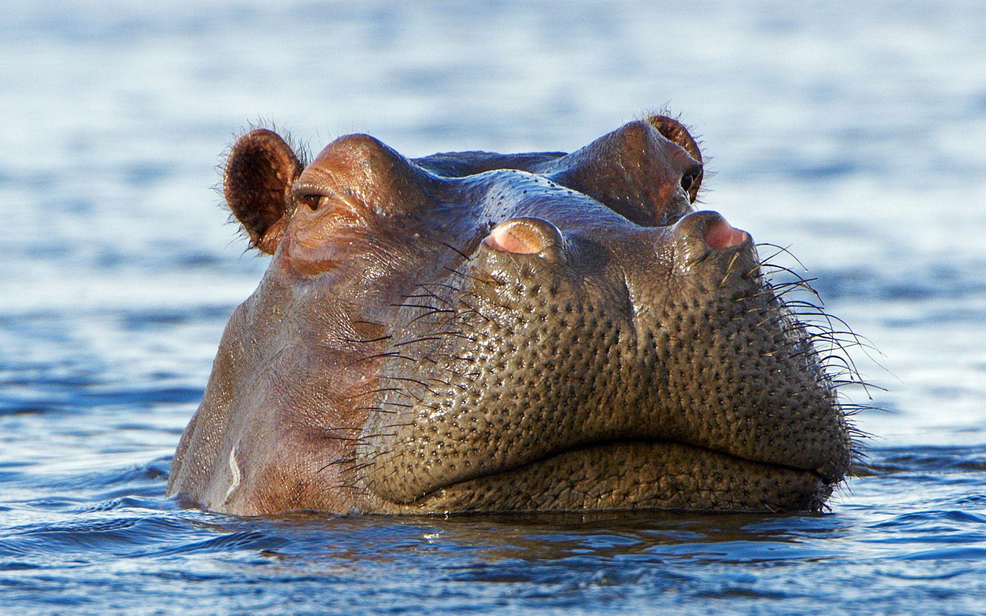 Hippo HD Wallpaper