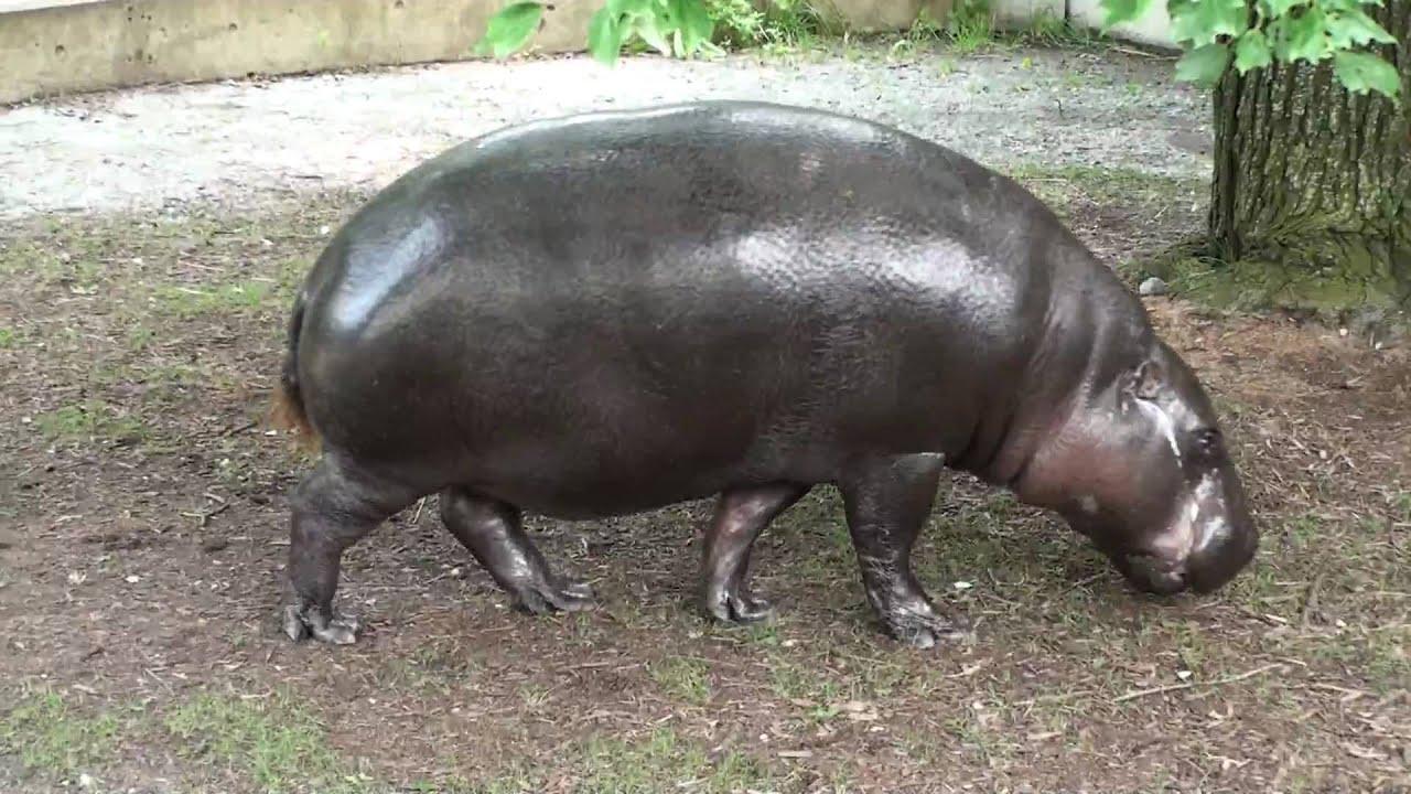Pygmy hippo 1080p HD