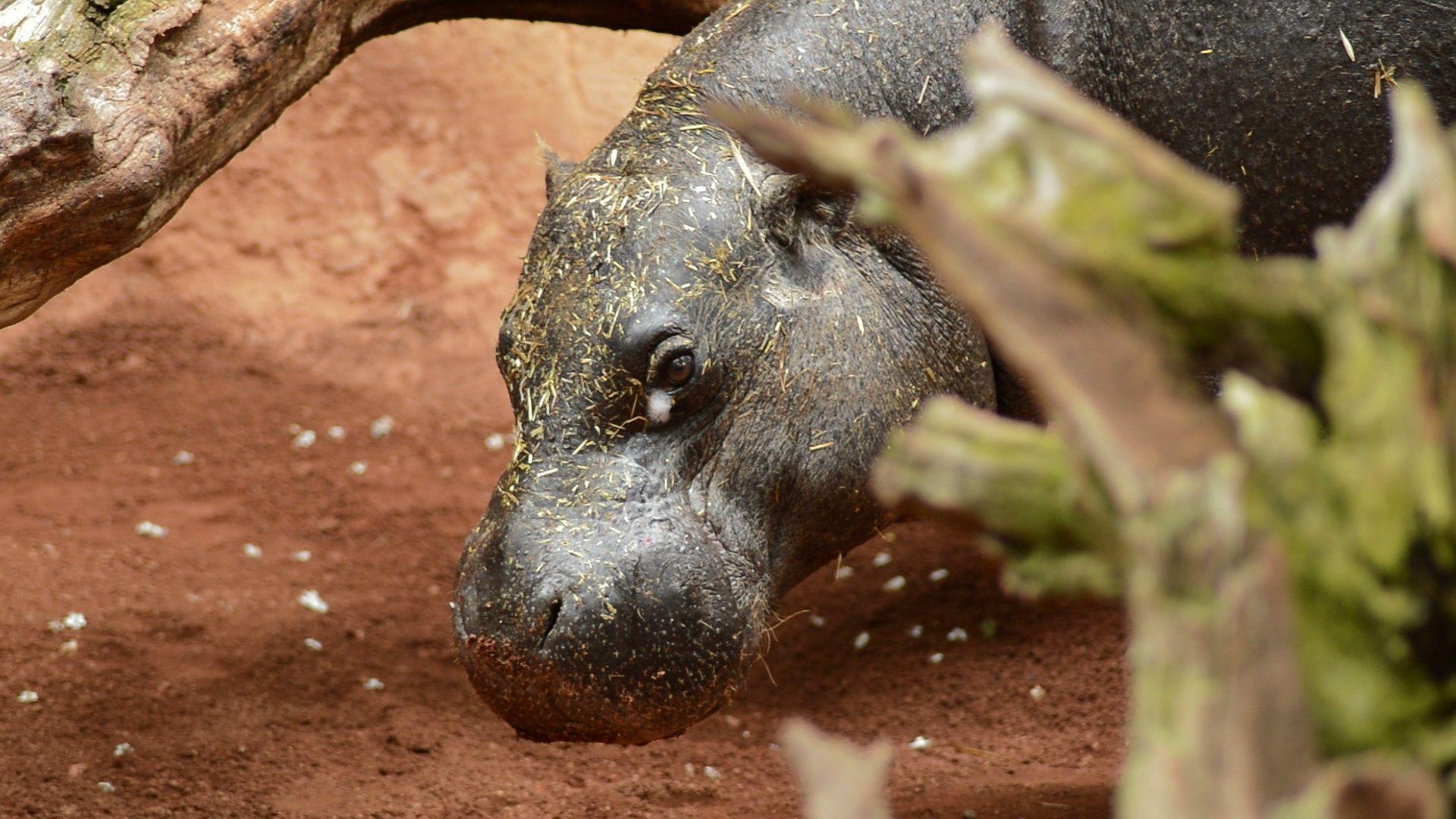 Pygmy Hippopotamus in a natural park or zoo liberiensis