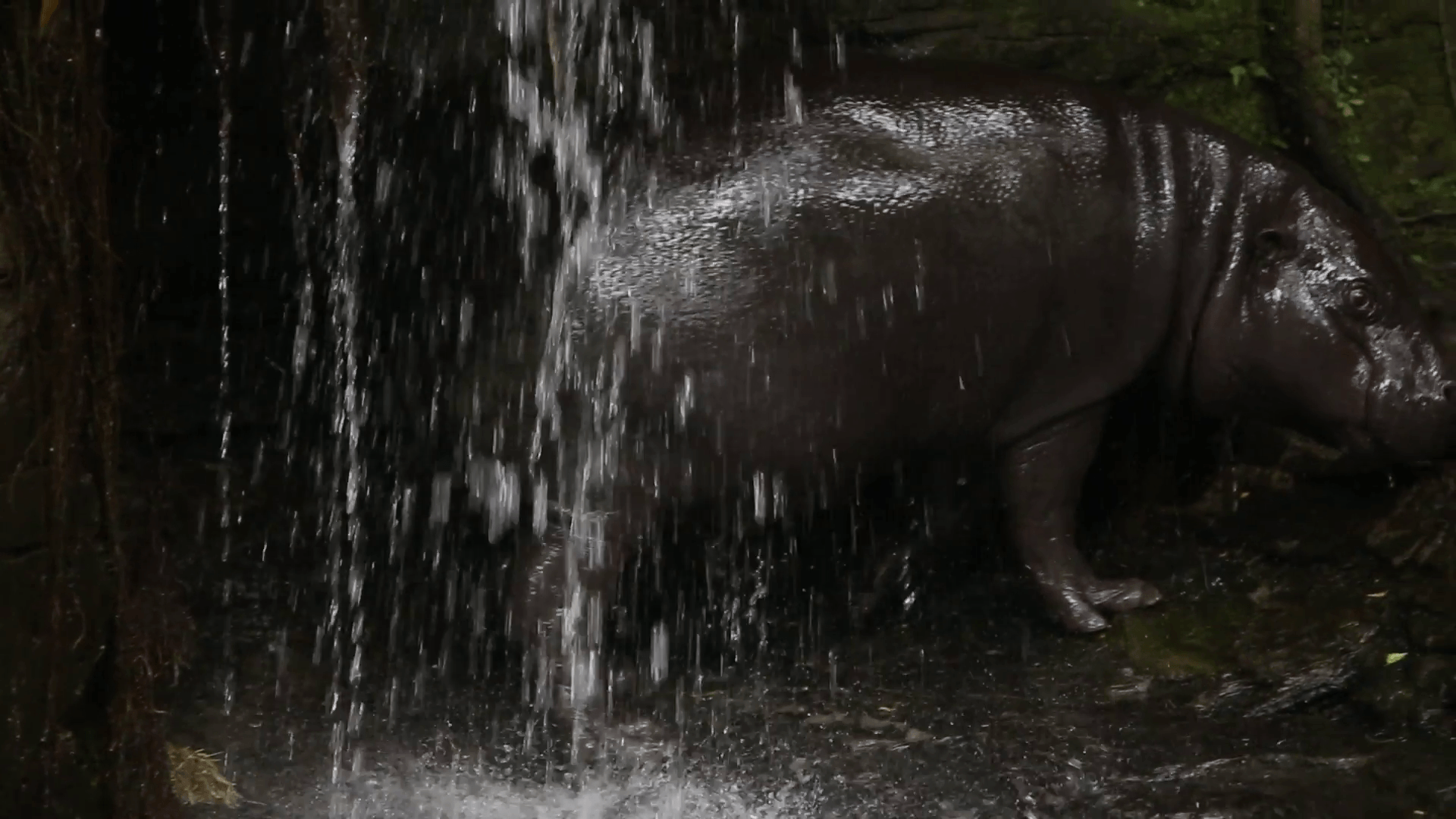 A Pygmy Hippo take a bath resting in the water in a waterfall at a
