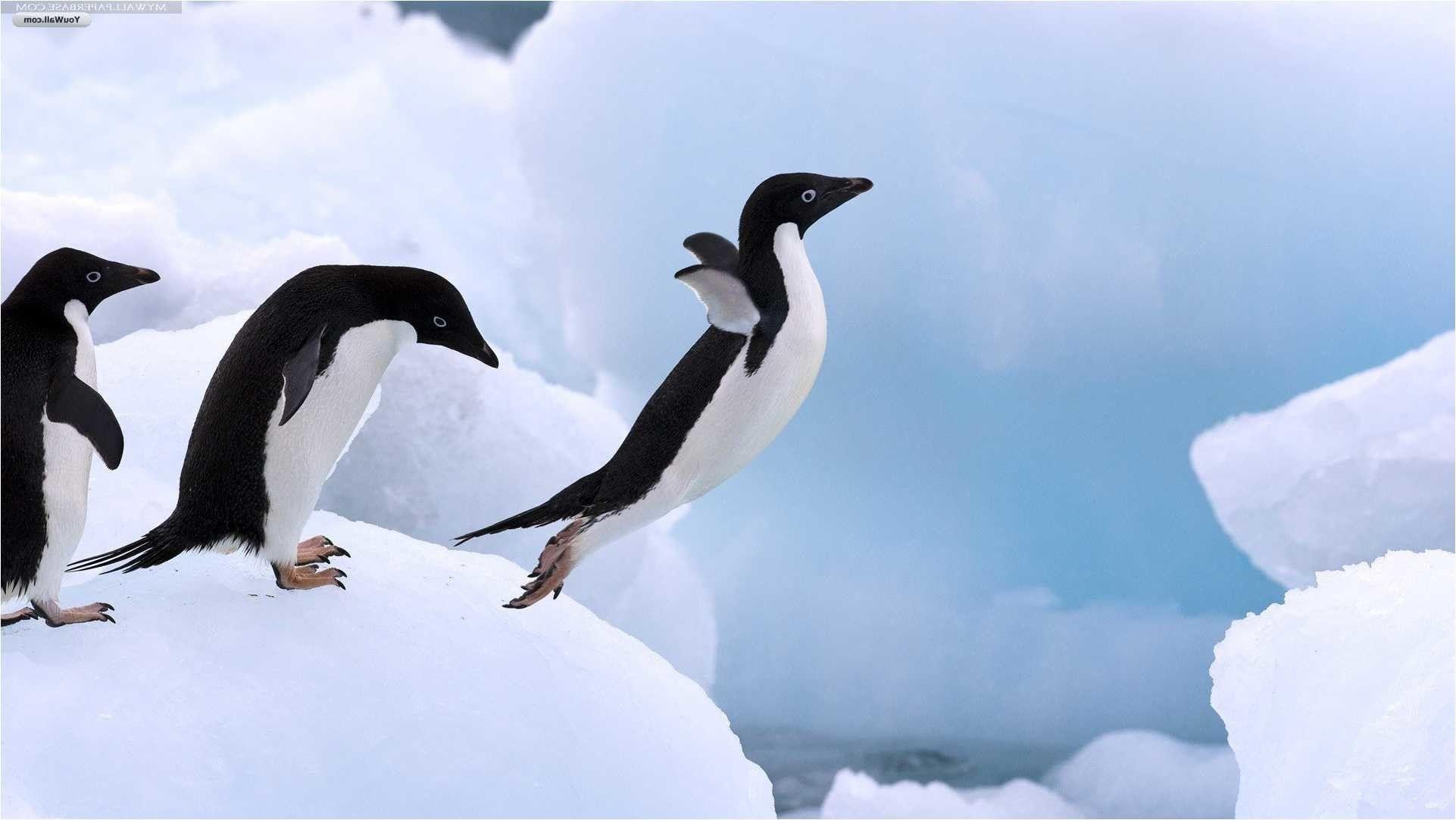 Penguin Wallpaper background picture