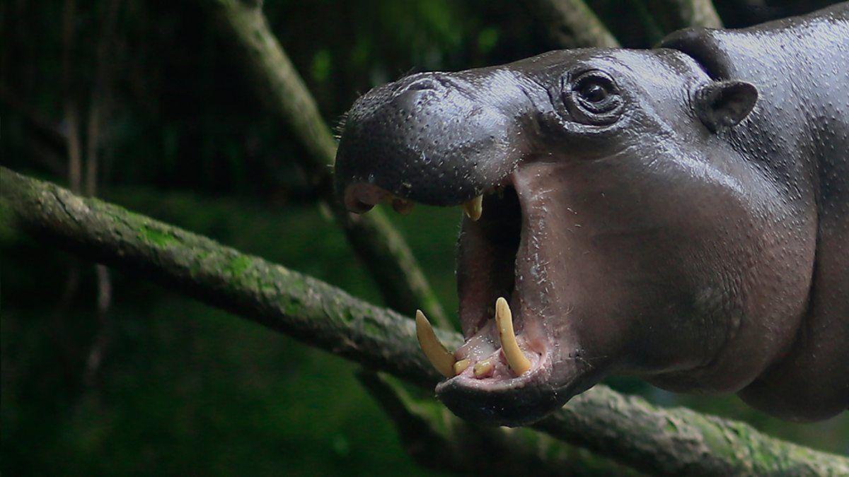 BBC Two Pygmy Hippo World, 2014 2015, The Pygmy