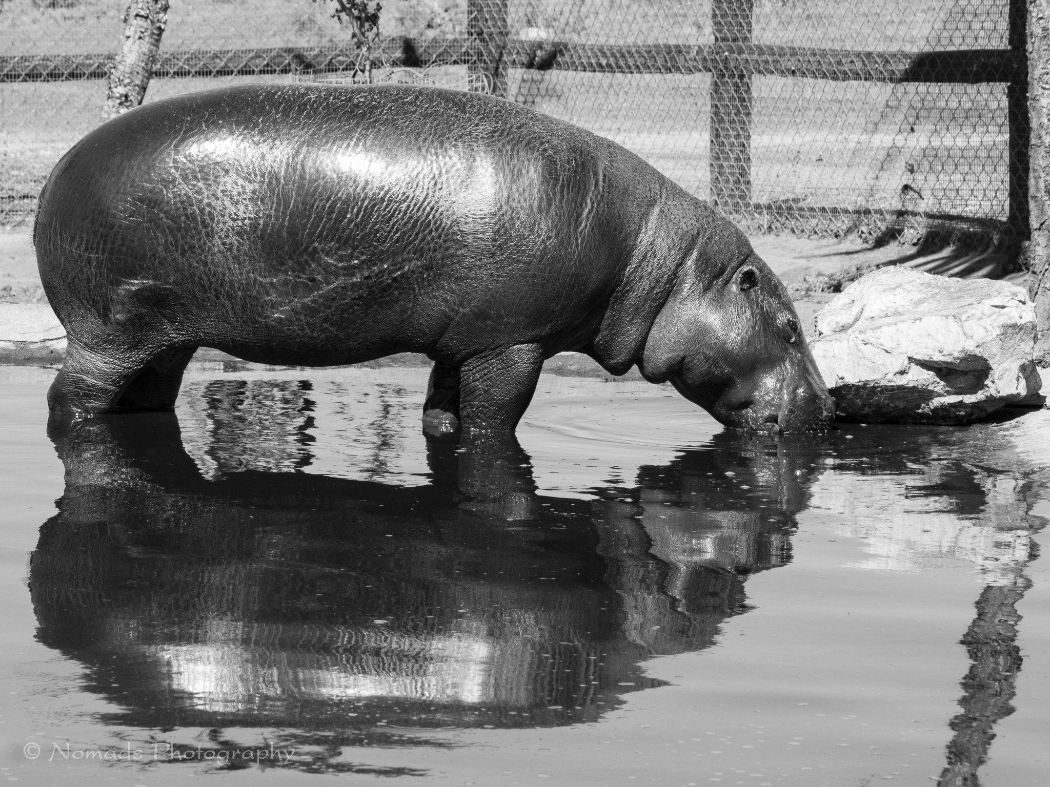 Mini Potamus Pygmy Hippopotamus Looks Like A Mini Version