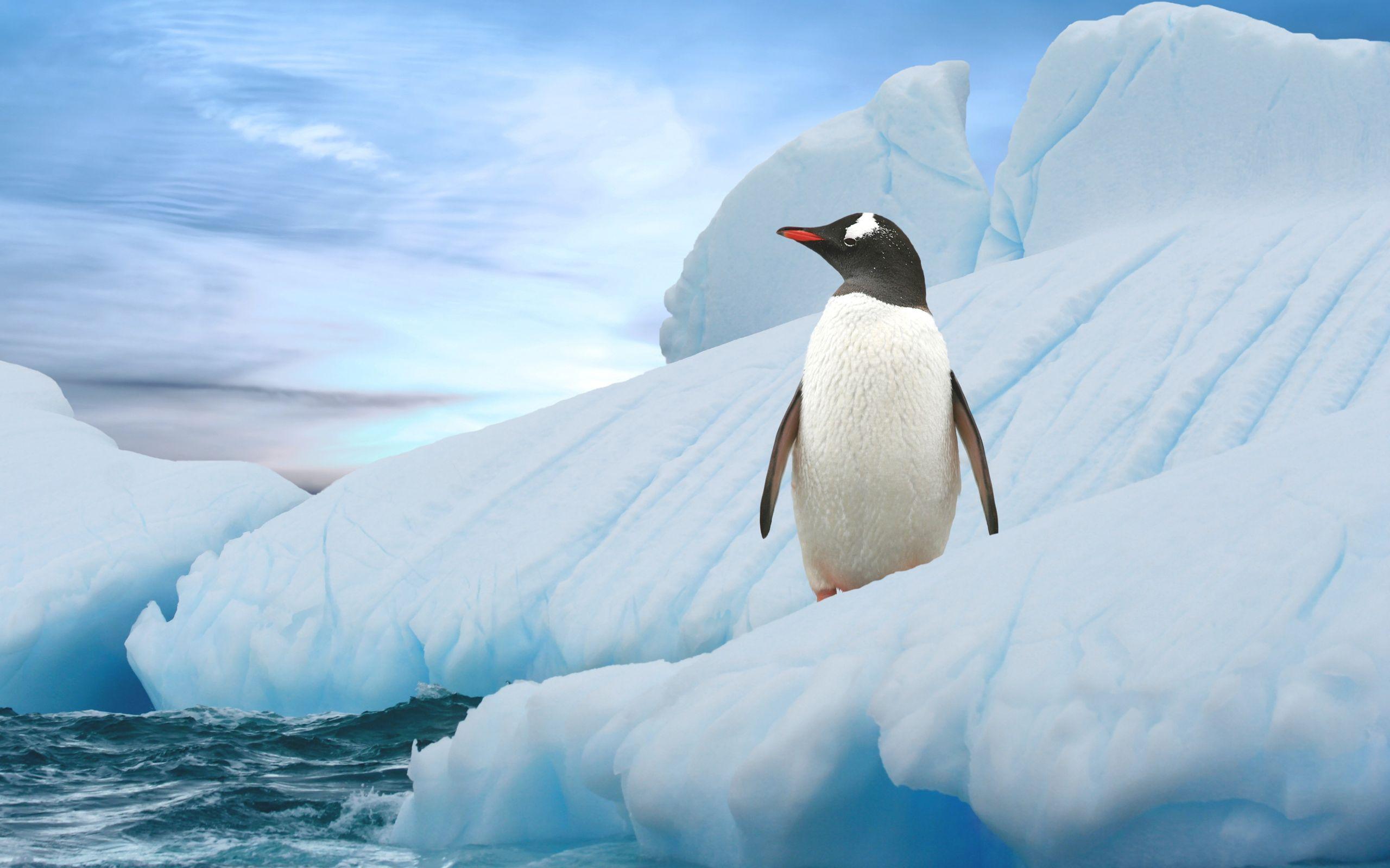 Download Penguins Desktop Background & Free HD Wallpaper