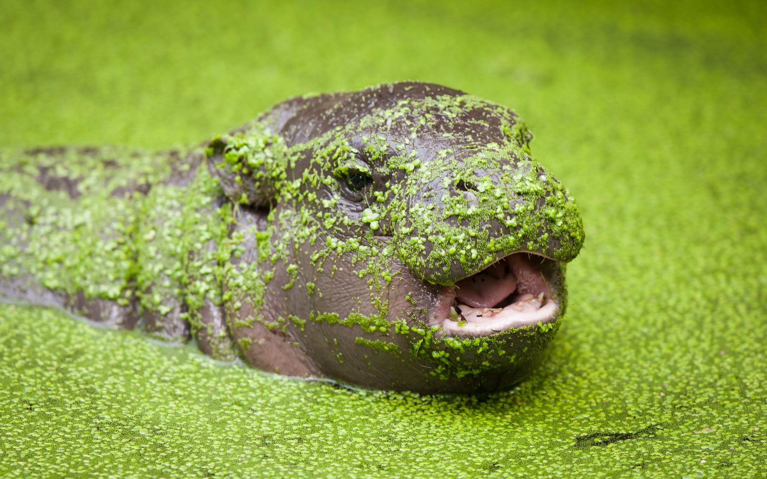 Download wallpaper pygmy hippo, swamp for desktop with resolution