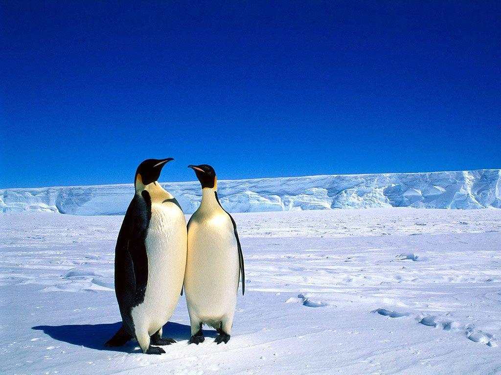 Wallpaperpiolt: Beautiful Penguins Wallpaper