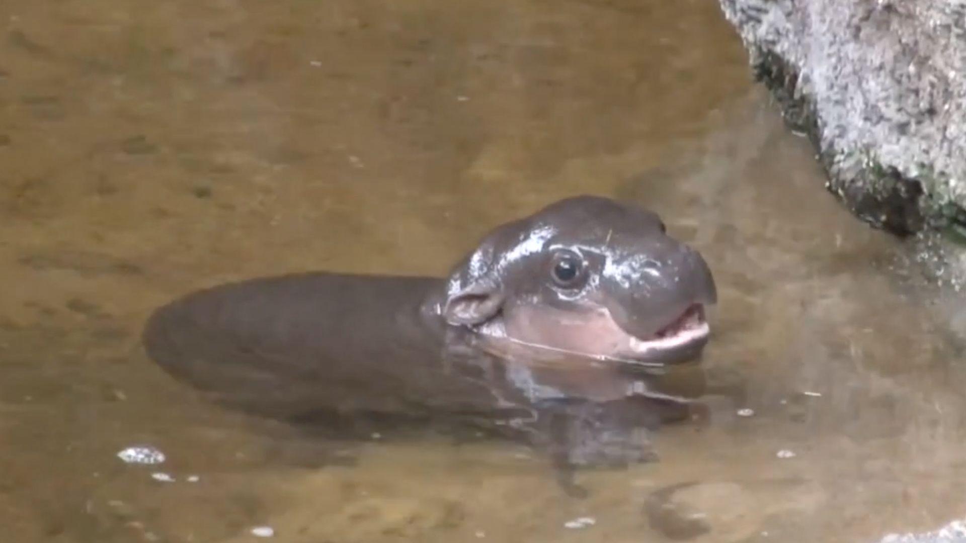 Baby pygmy hippo swims for the first time Washington Post