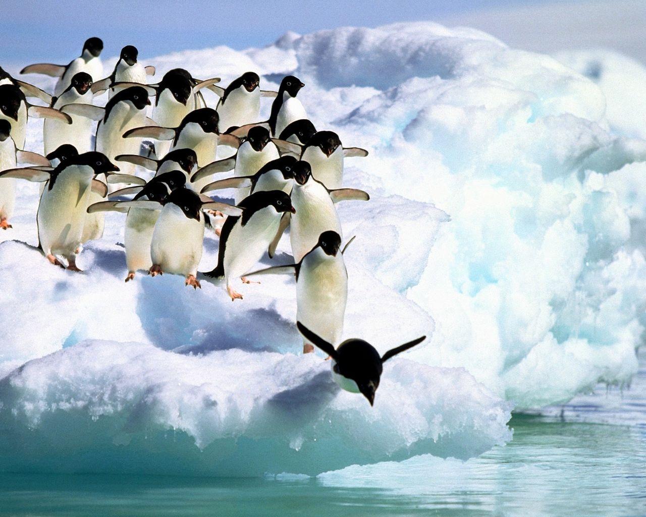 Download wallpaper 1280x1024 penguins, water, snow standard 5:4 HD