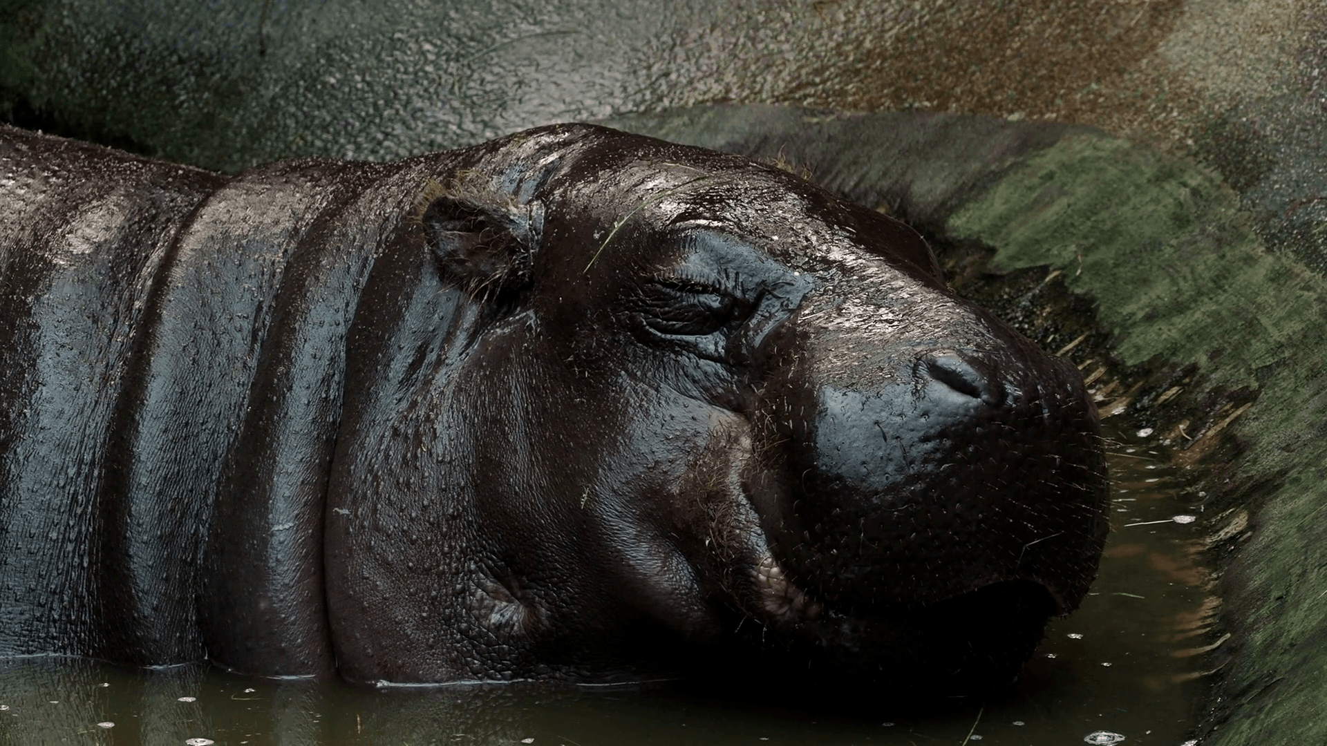 Pygmy hippopotamus in water liberiensis. Liberian
