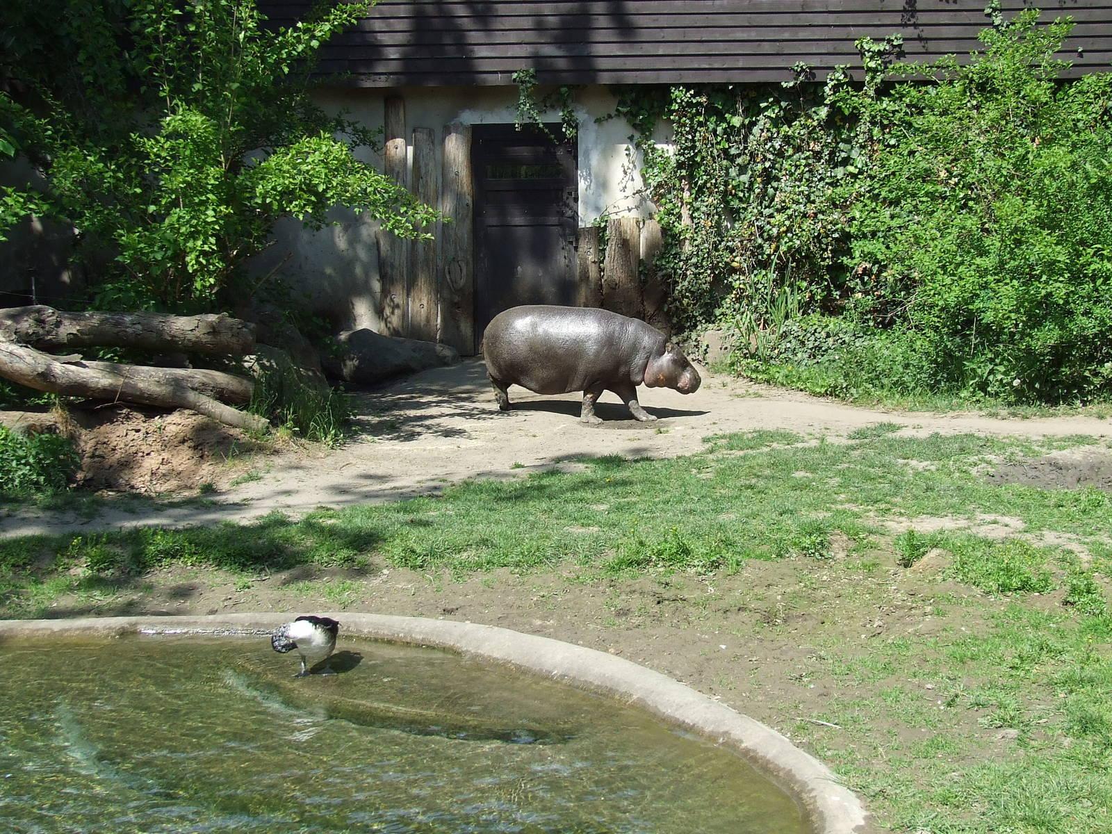 Pygmy Hippo enclosure and house