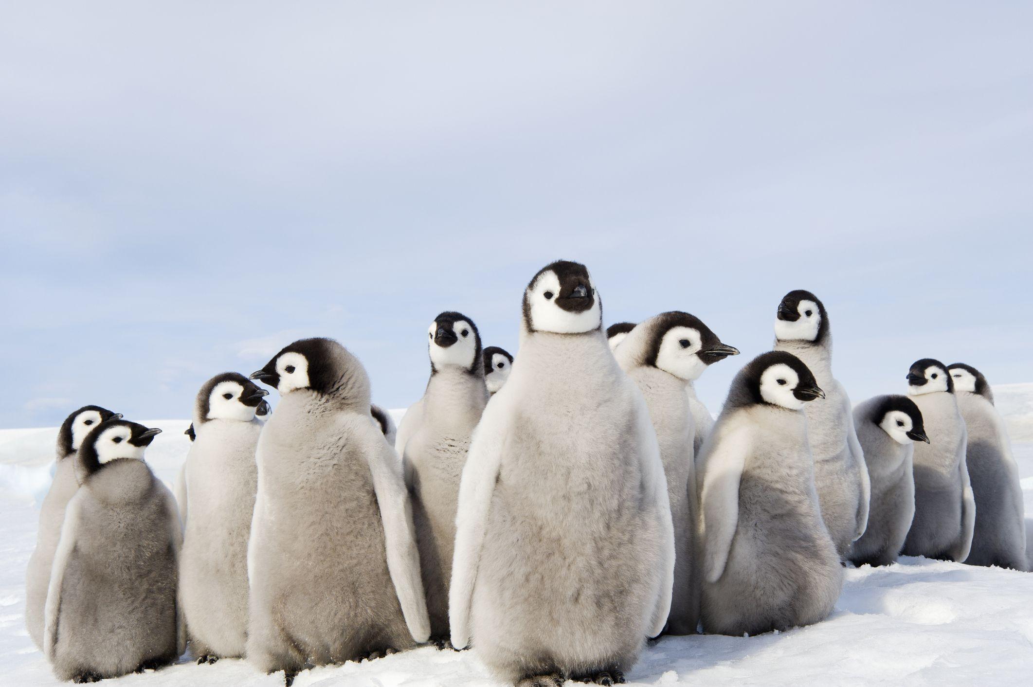 Baby Penguin Antarctica Wallpaper Awesome Thousands Of Baby