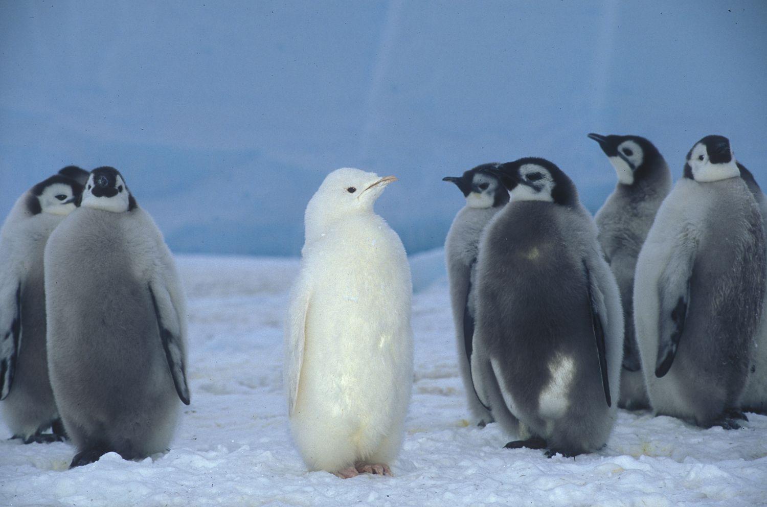 Wild Thing: Discovering the hybrid world of penguins. Johns Hopkins