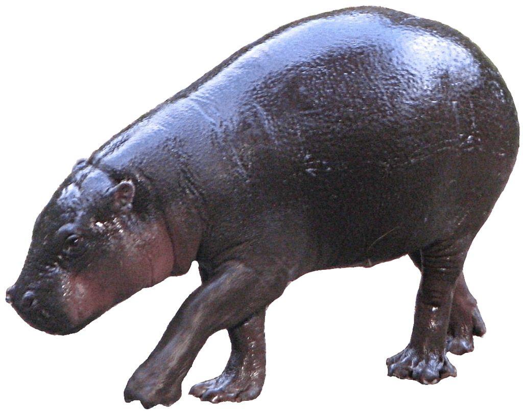 Hippo Clipart pygmy hippo Free Clip Art stock illustrations
