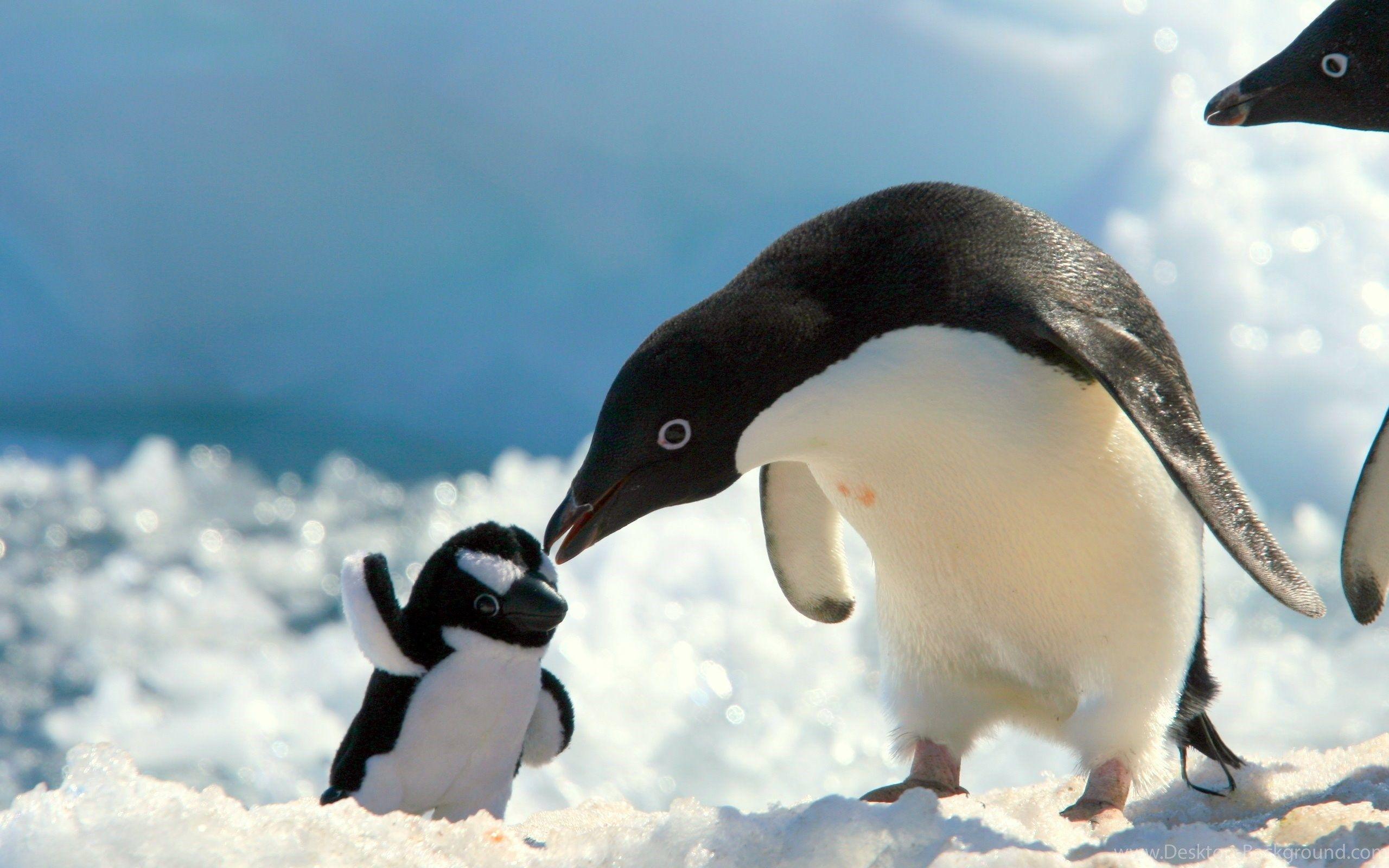Penguins With Baby Penguin Wallpaper Desktop Background