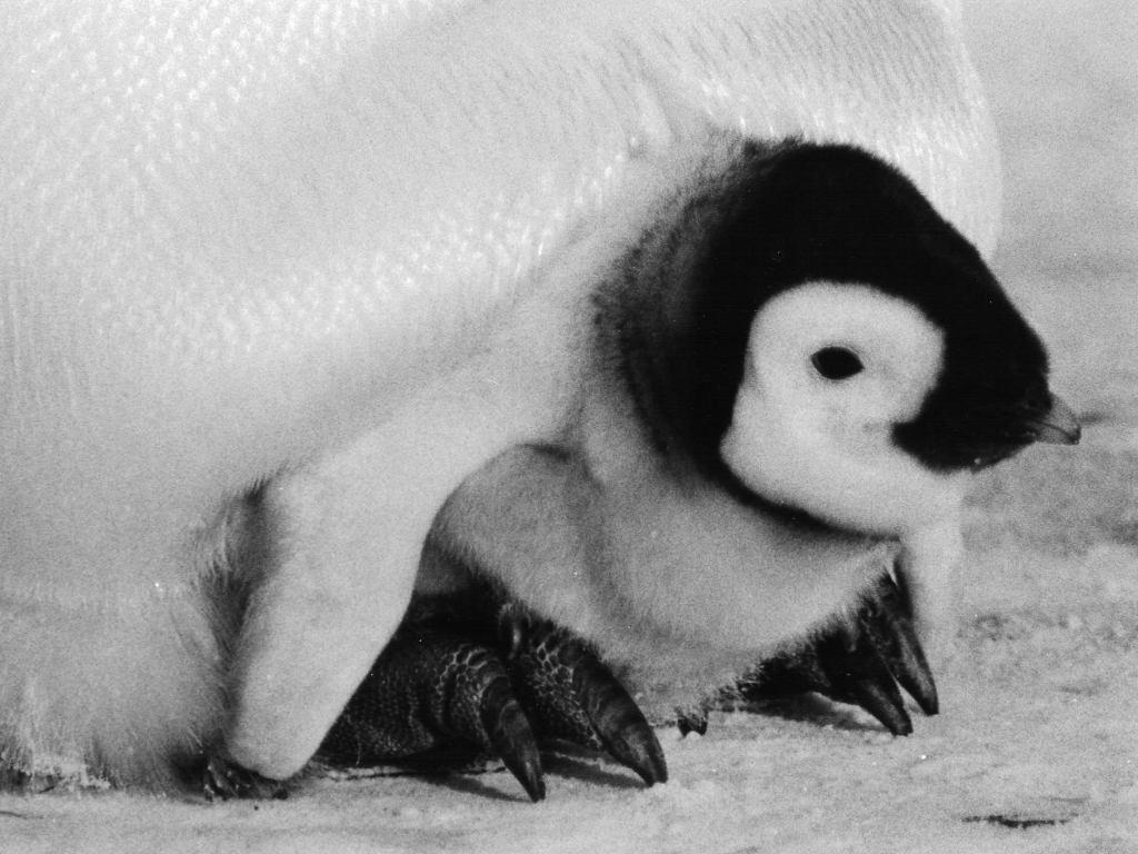 Baby Penguin Antarctica Wallpaper Inspirational Penguins In Peril