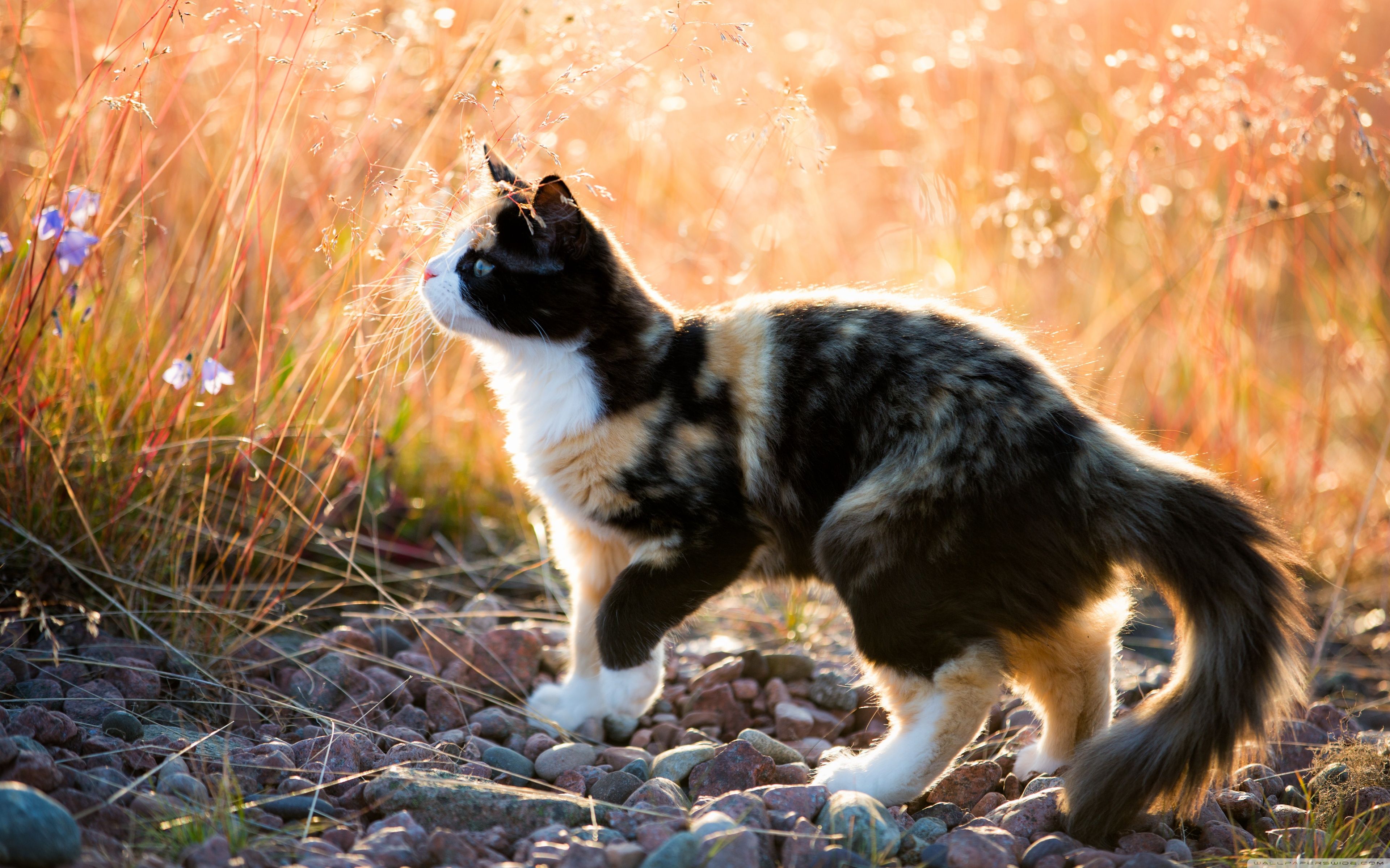 Calico Kitten ❤ 4K HD Desktop Wallpaper for • Dual Monitor Desktops