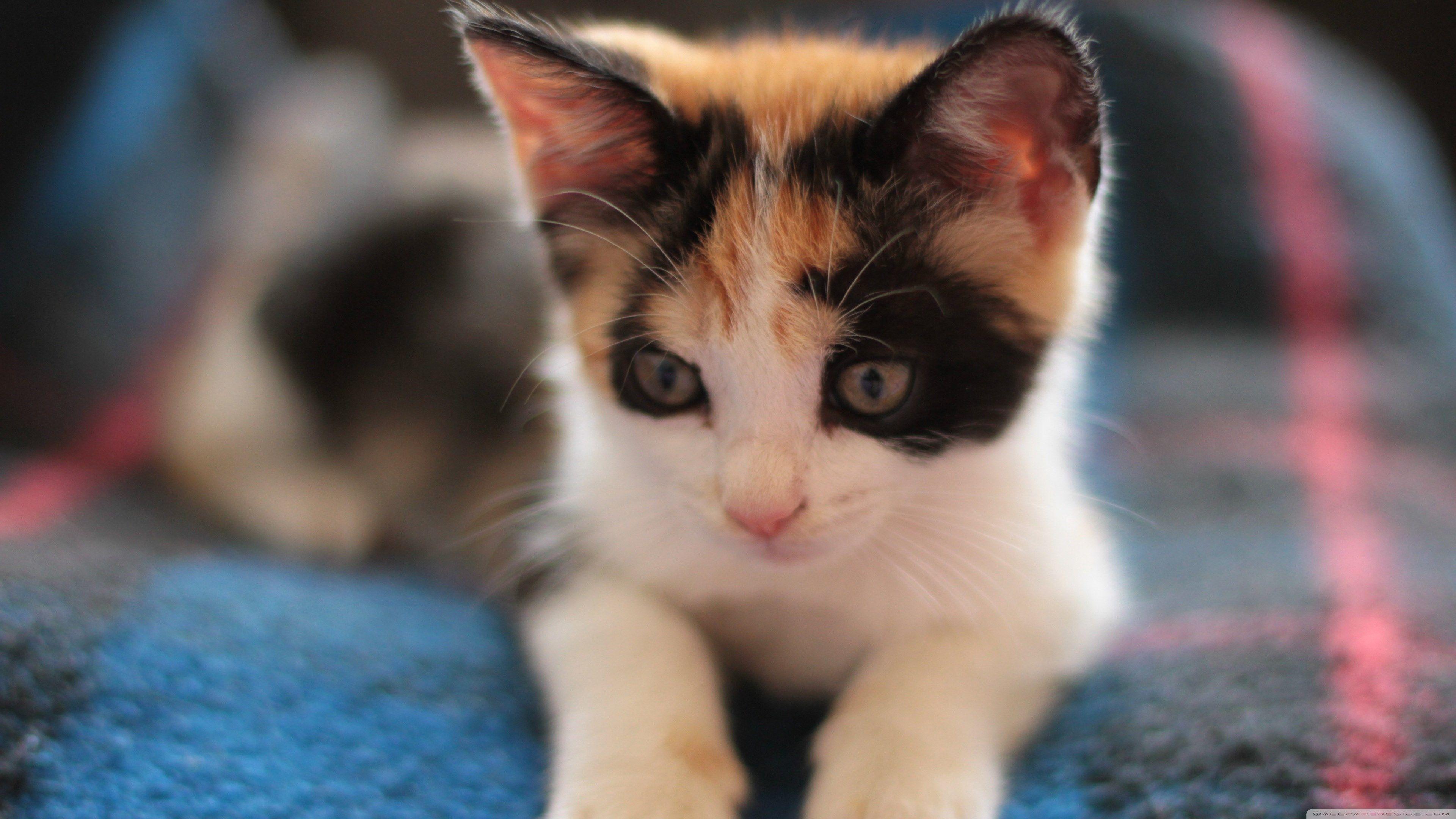 Calico Cats Wallpapers - Wallpaper Cave