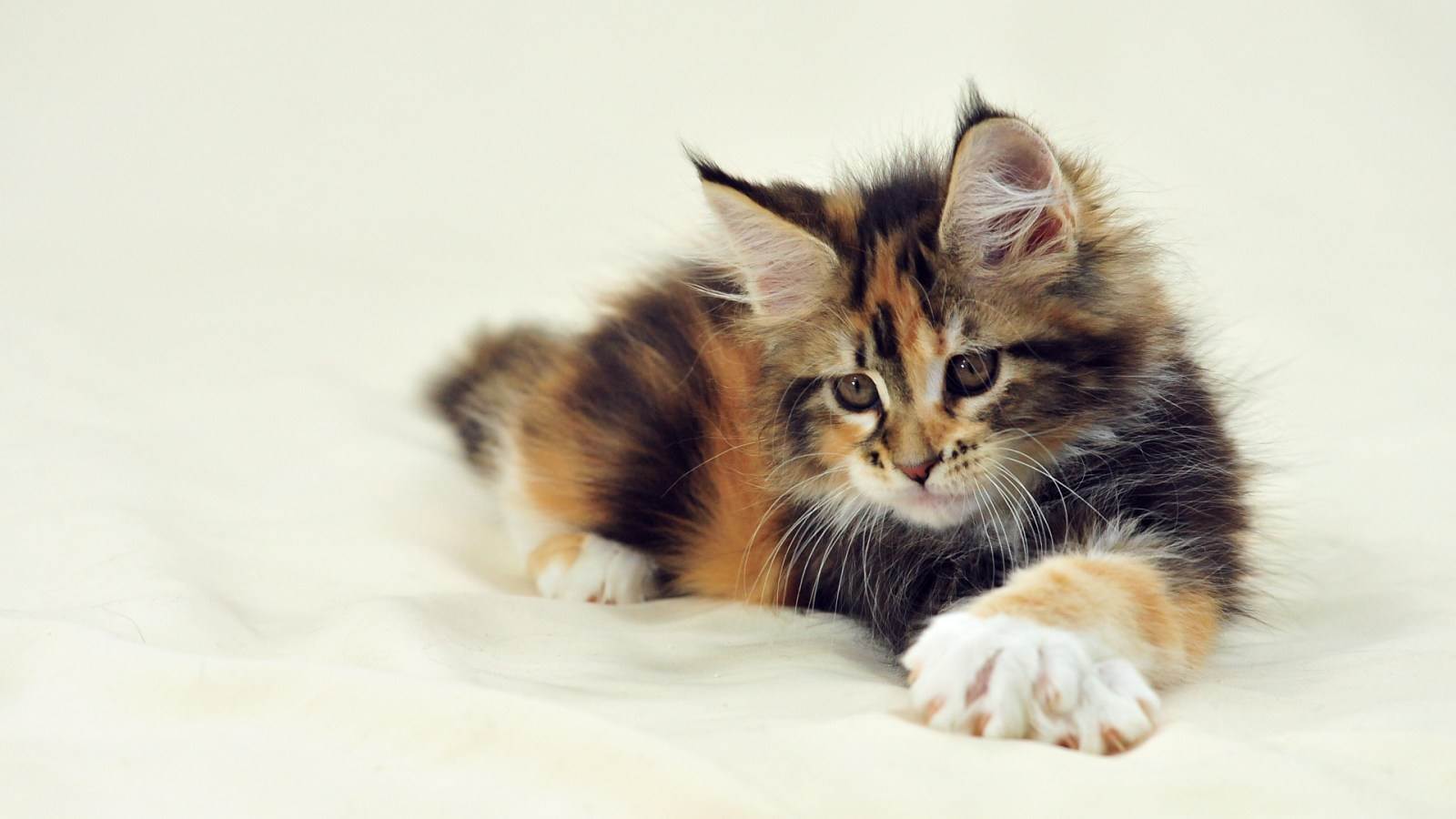 Calico Maine Coon Cat Picture Kittens