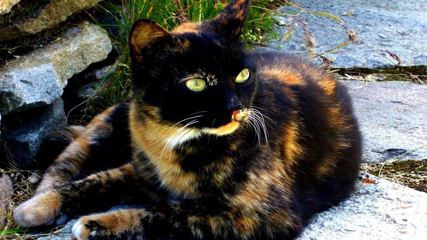 Calico Cats Wallpapers - Wallpaper Cave