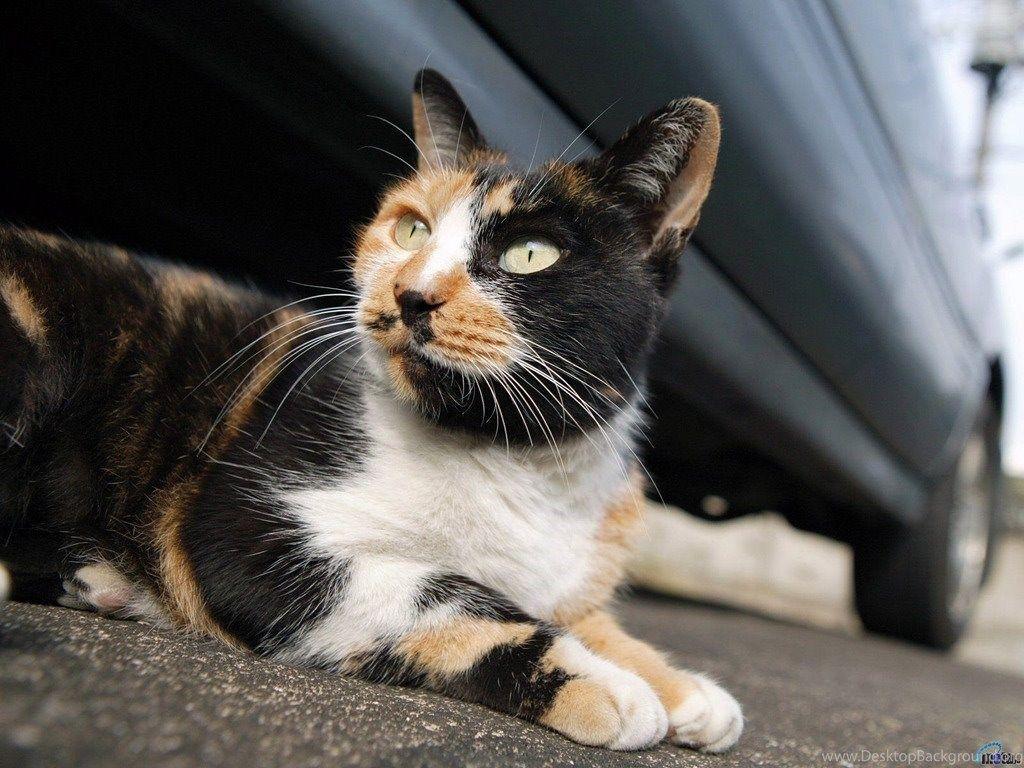 Free Calico Cat Wallpaper Download The Free Calico Cat Wallpaper