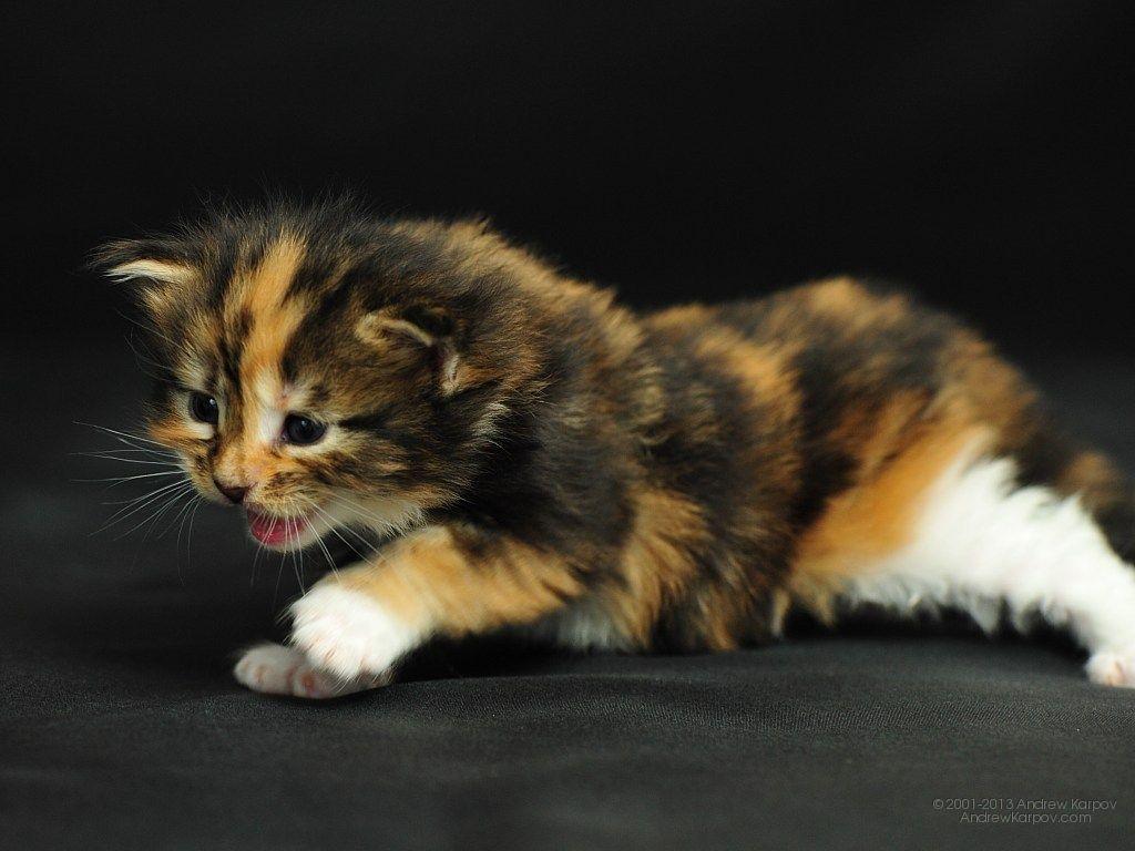 Baby Kitten Wallpaper