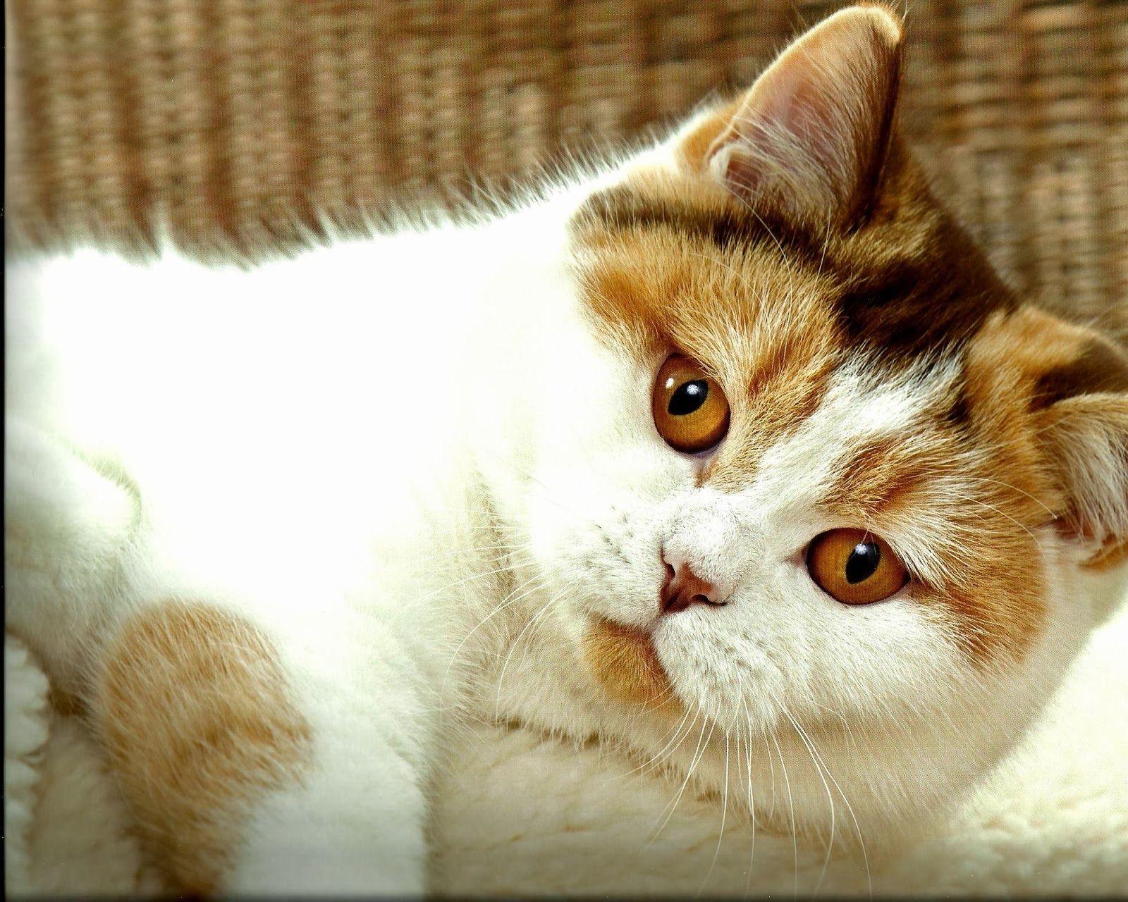 Desktop HD Wallpaper Free Downloads: Calico Cats HD Wallpaper