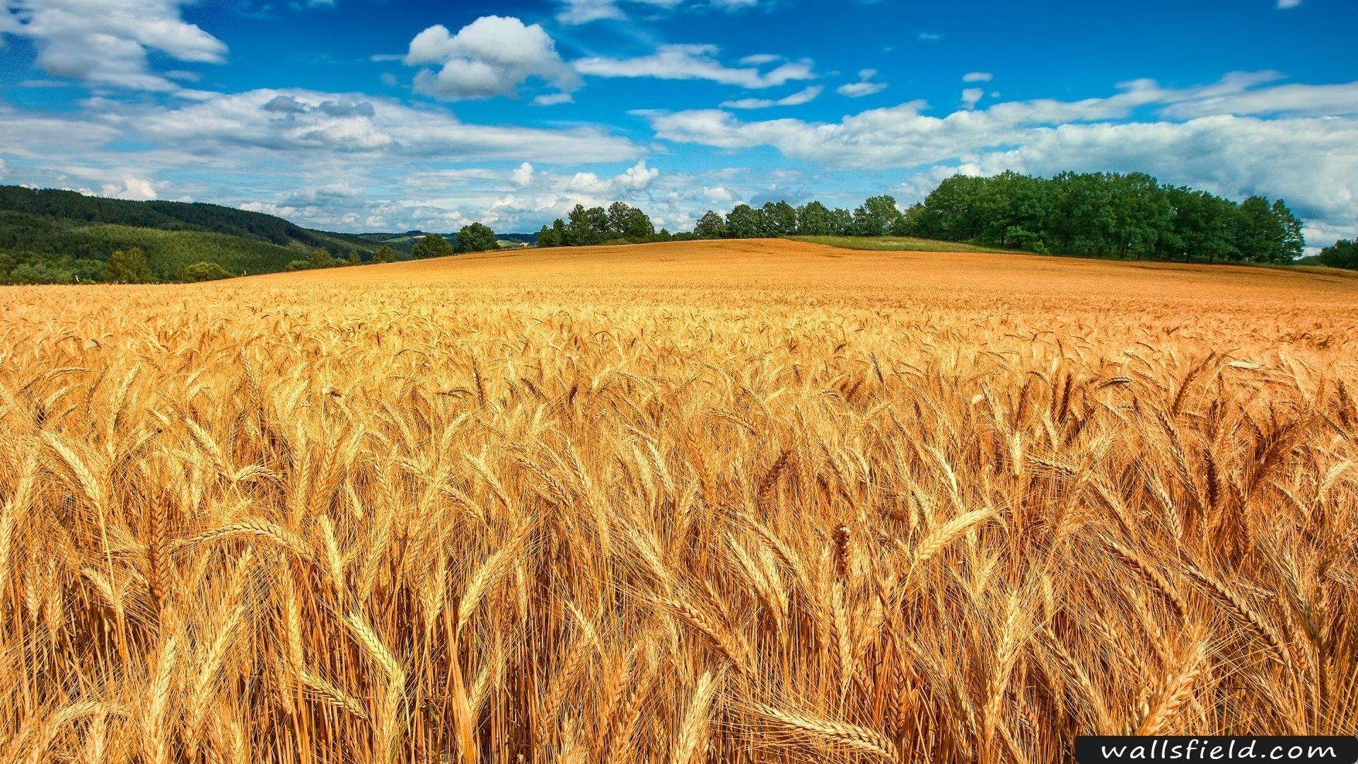 Golden Wheat Field. Field wallpaper, Retina wallpaper, Wheat fields
