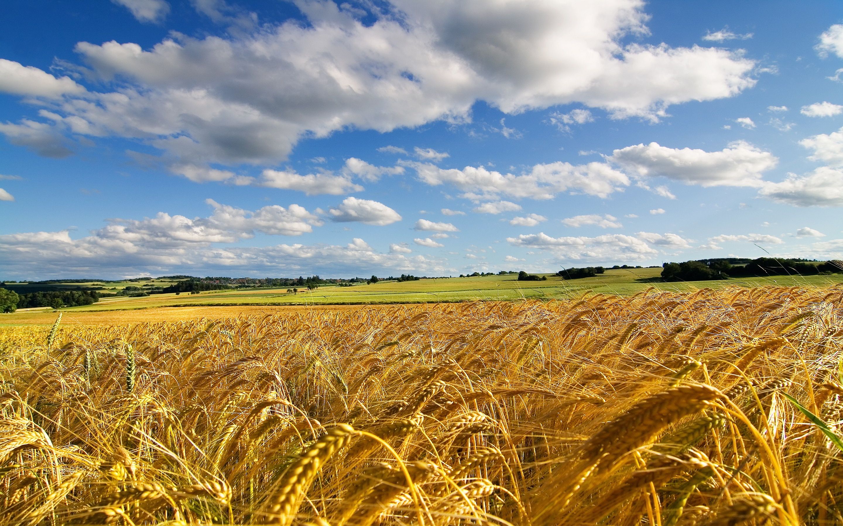 Wheat Field Wallpaper