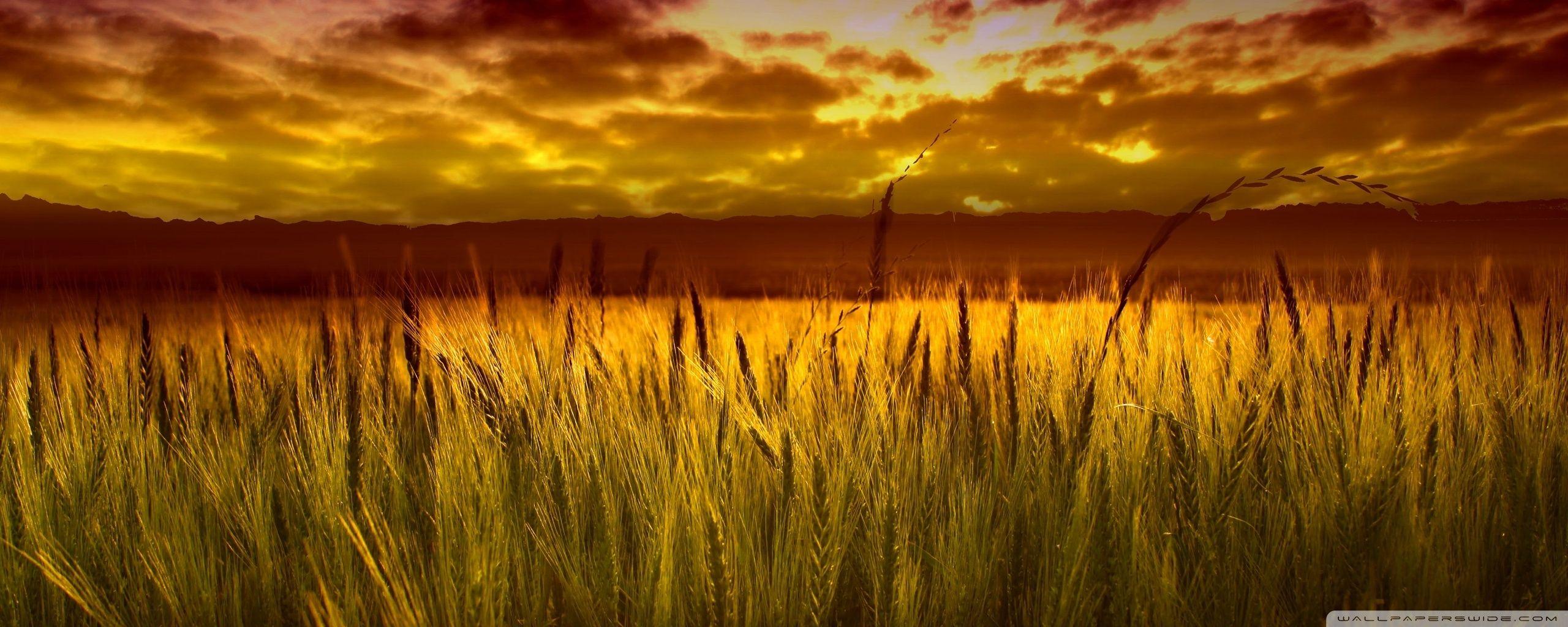 Colorful Sunset Over Wheat Field ❤ 4K HD Desktop Wallpaper for 4K
