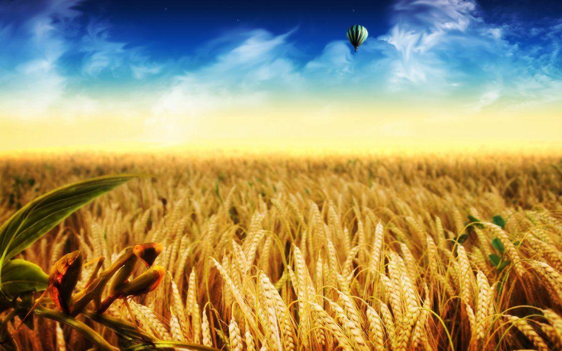 Golden wheat field wonderful nature wallpaper