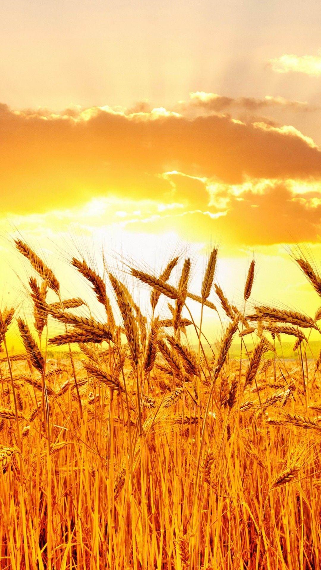 Golden Wheat Field At Sunset Wallpaper for SAMSUNG Galaxy S5. Phone