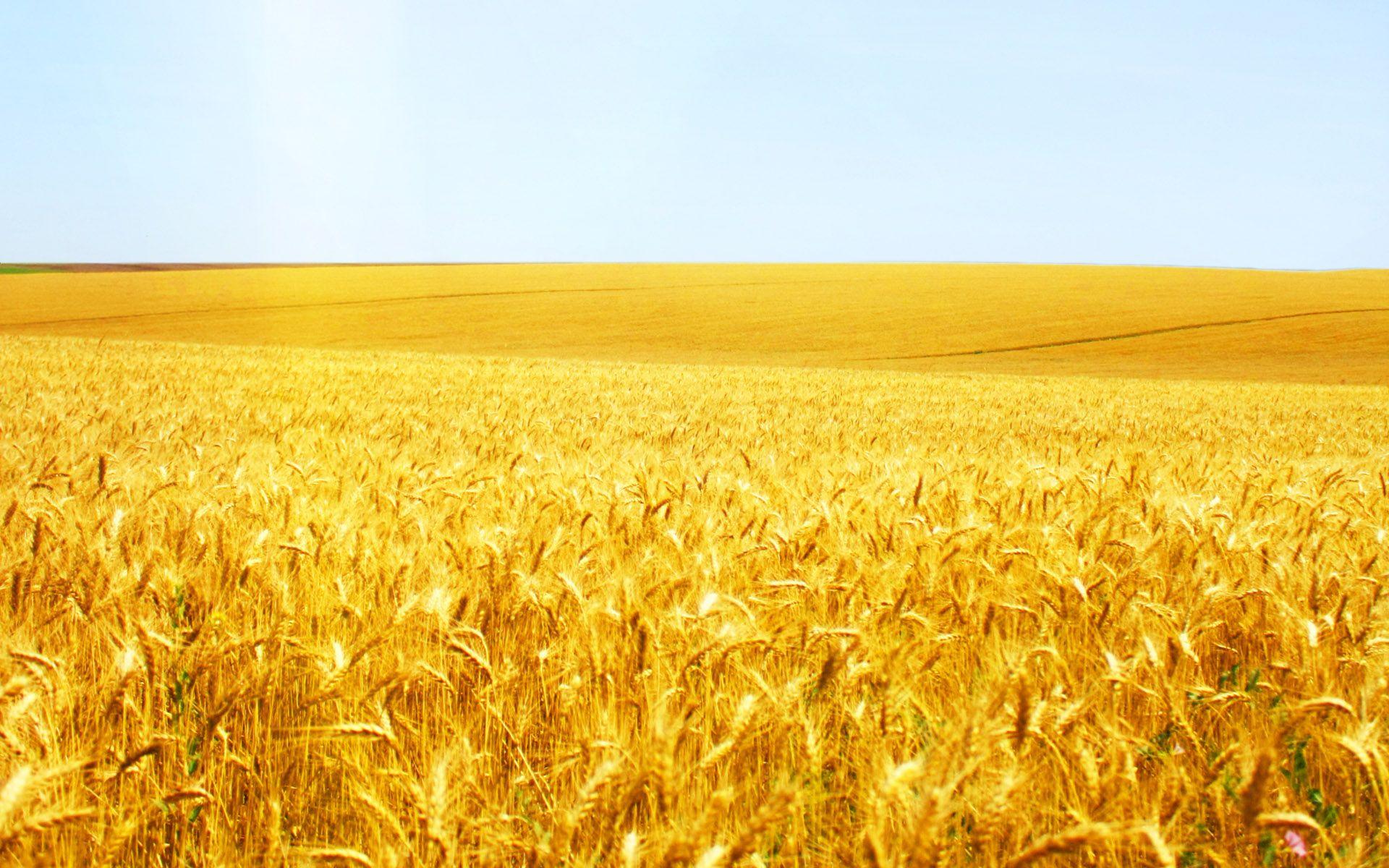 Wheat Wheat Field 2 9. Flowers Desktop Wallpaper