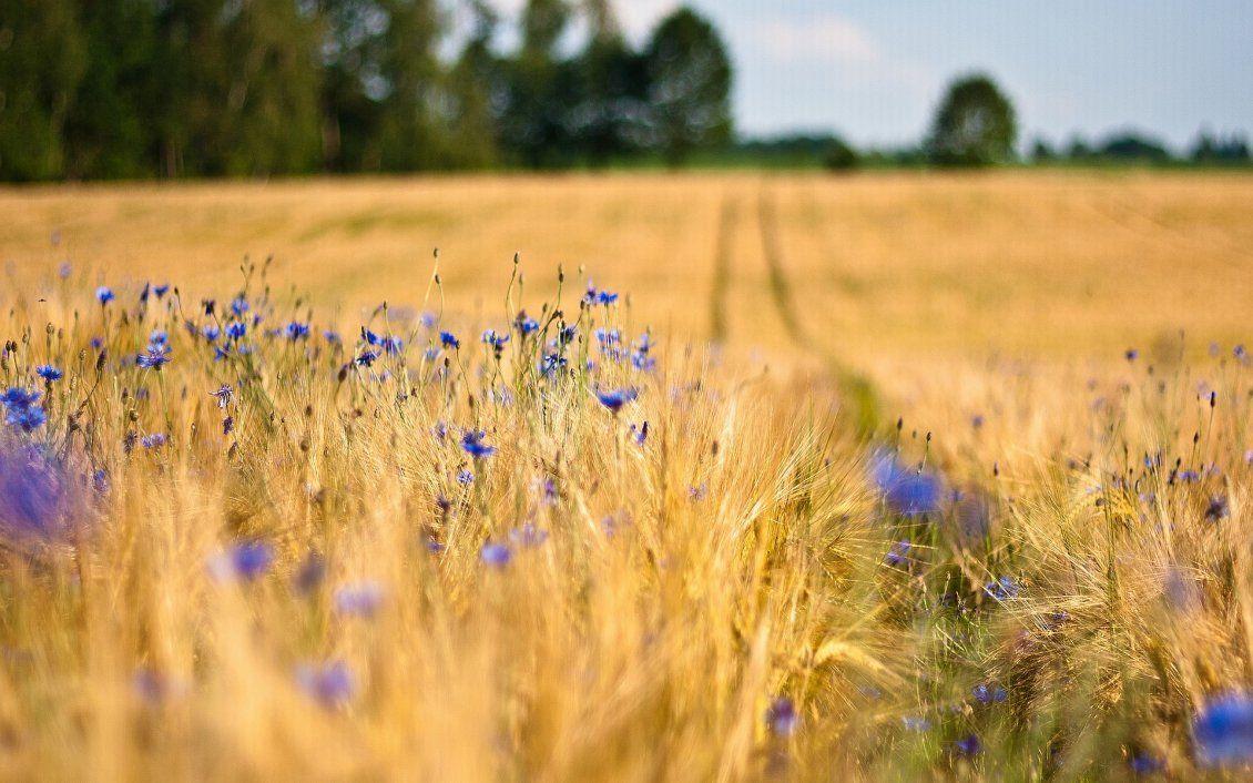 Macro blue flowers in the wheat field