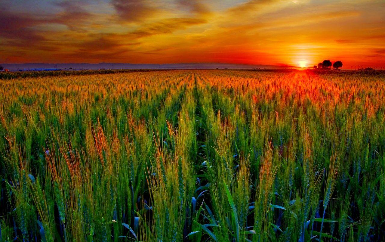 Wheat Field At Sunset wallpaper. Wheat Field At Sunset