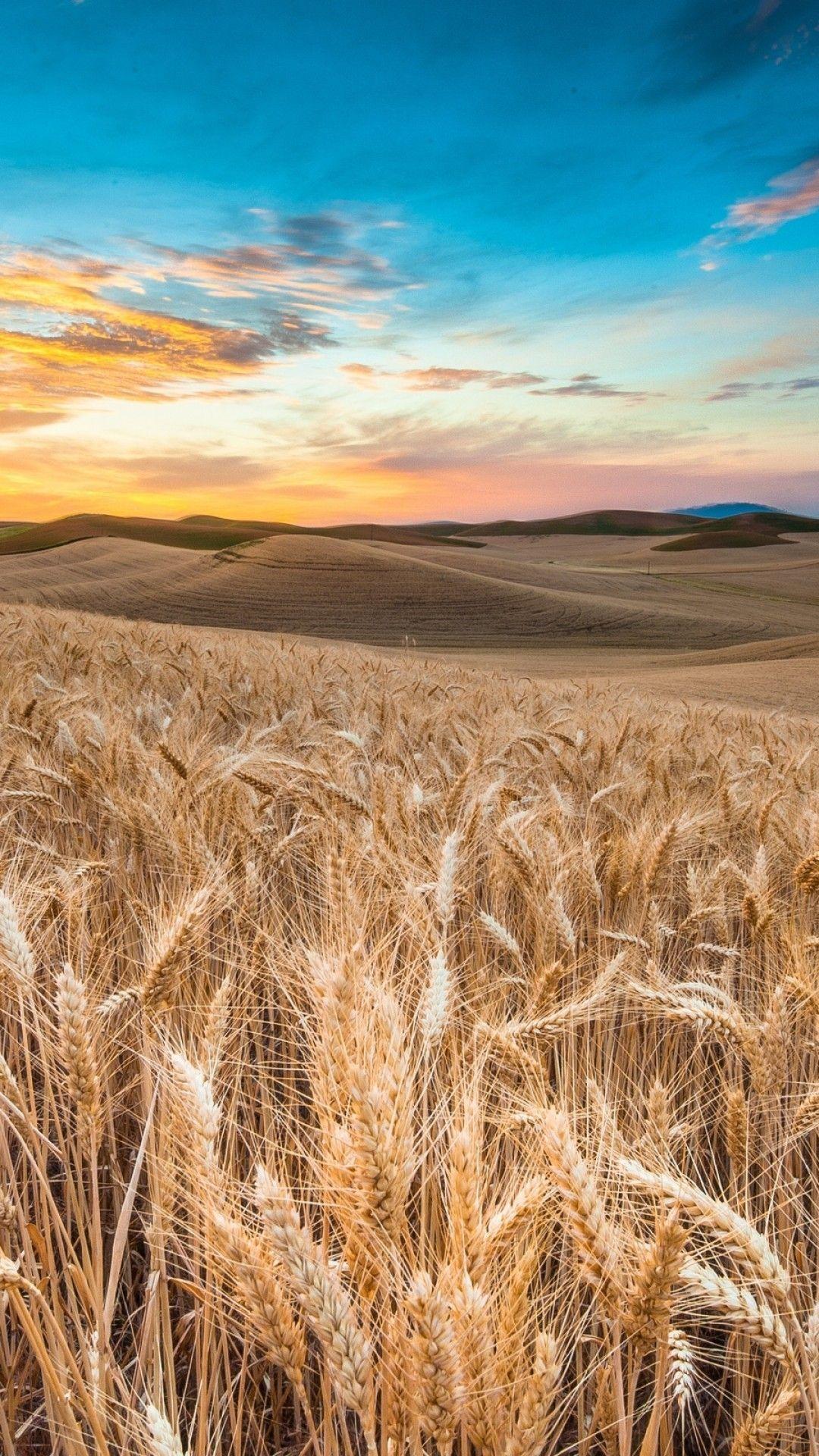 Download 1080x1920 Wheat, Field, Sunset, Sky Wallpaper for iPhone 8