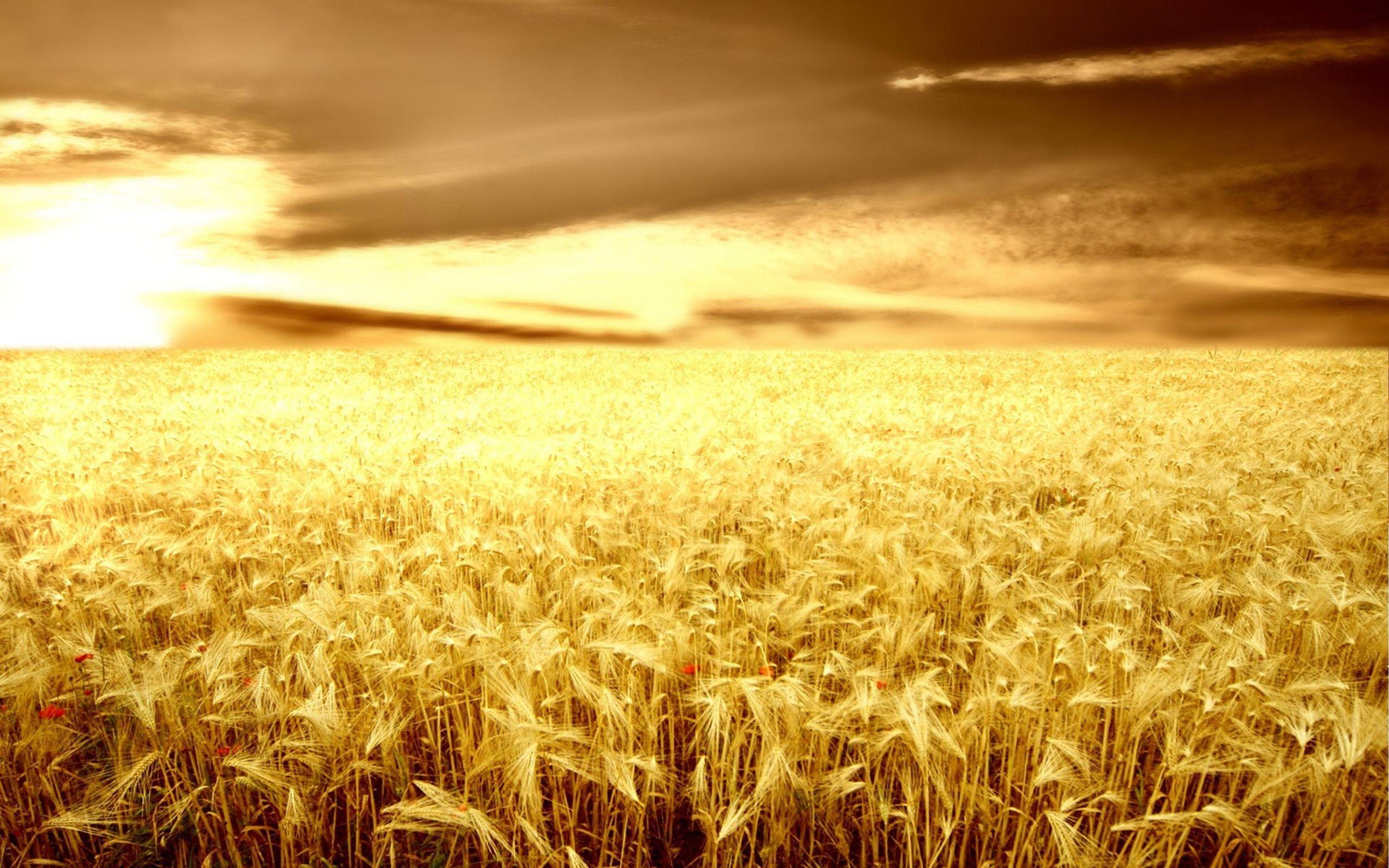 Пшеничное солнце. Поле пшеницы. Фон поле. Поле рожь солнце. Золотая рожь.
