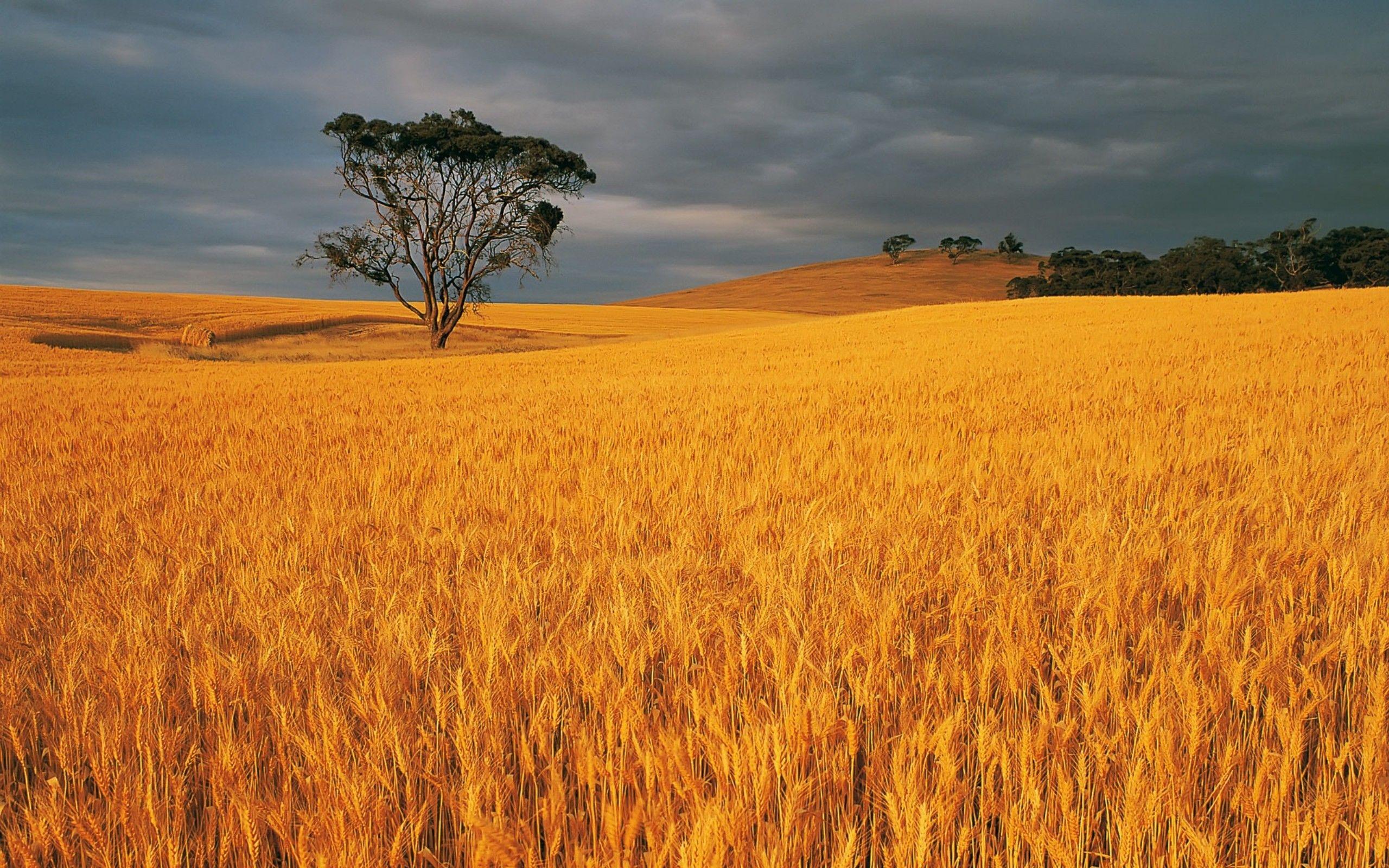Wheat Field Widescreen 1 05 Wallpaper 2560x1600 Wallpaper