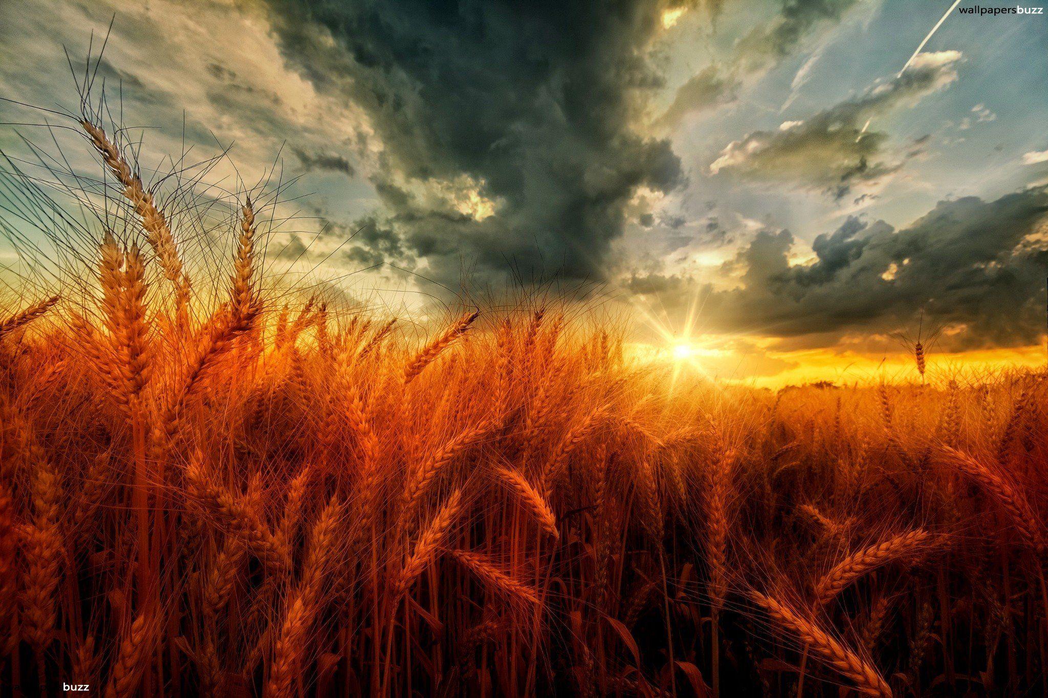 Orange wheat field HD Wallpaper
