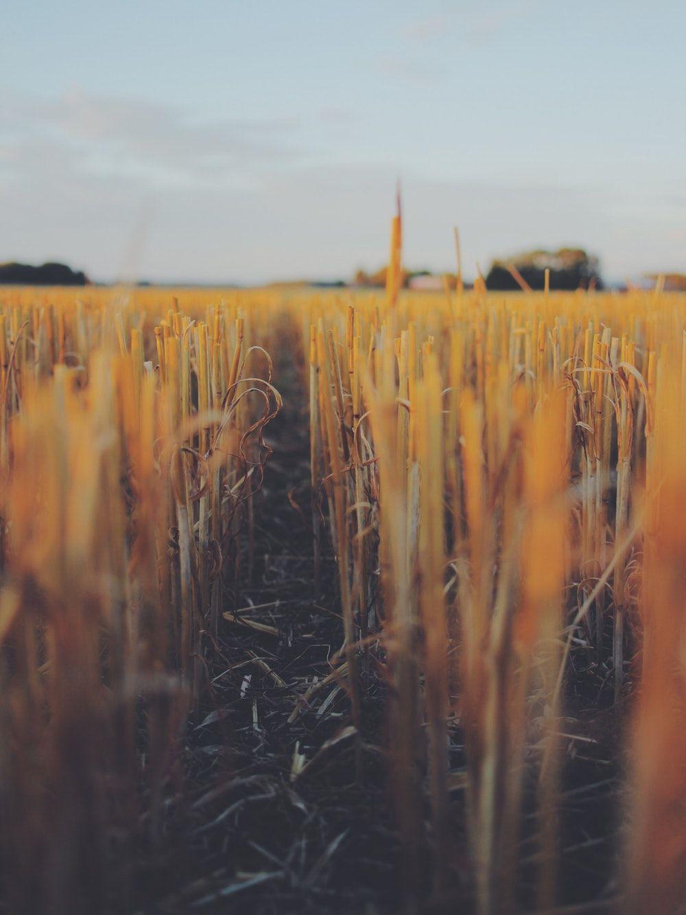 Wheat Field Picture. Download Free Image